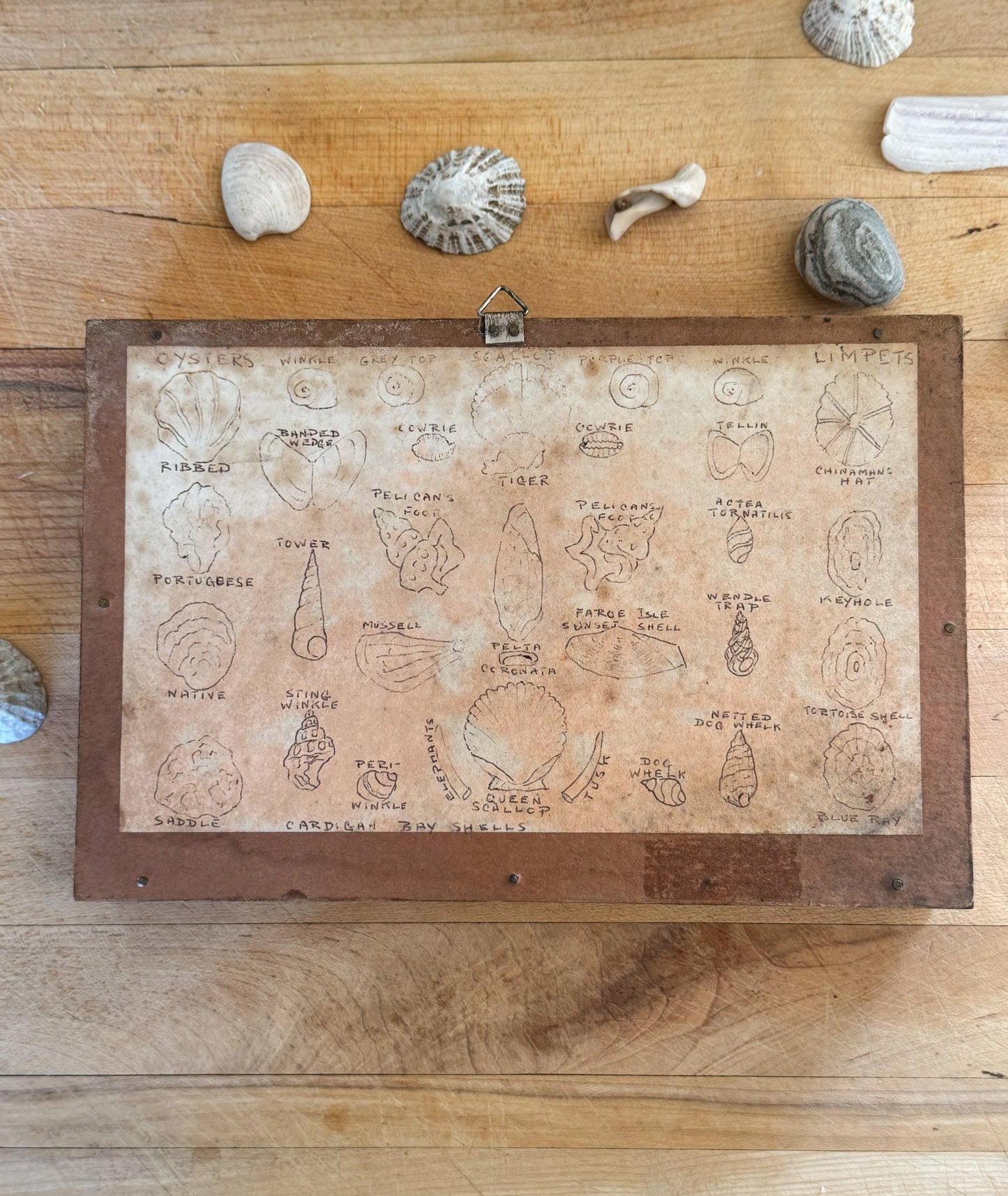 Vintage Welsh Shell Collection in Handmade Frame, With Illustrated Catalogue, Cardigan Bay