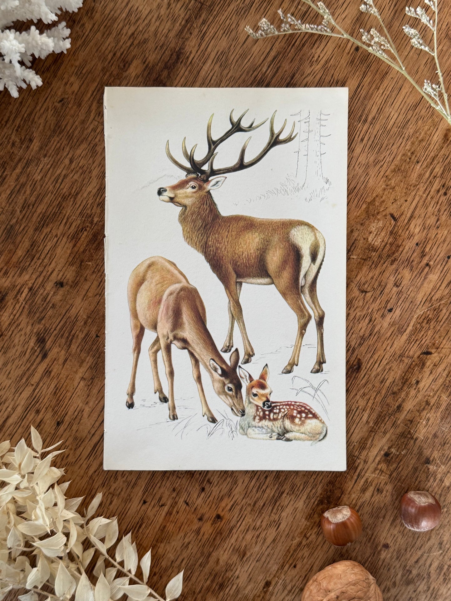Vintage Animal Book Prints (Multiple Options)