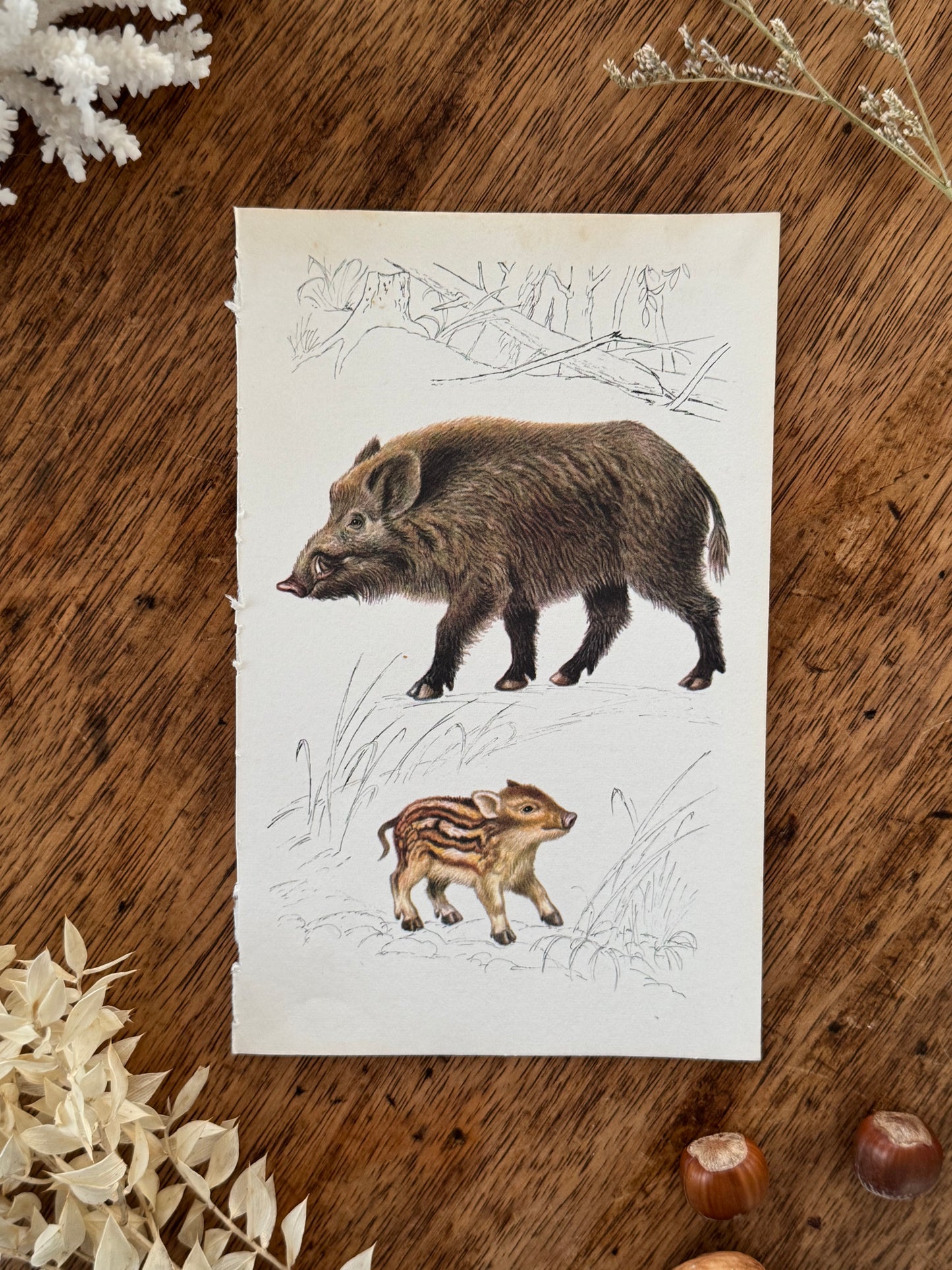 Vintage Animal Book Prints (Multiple Options)