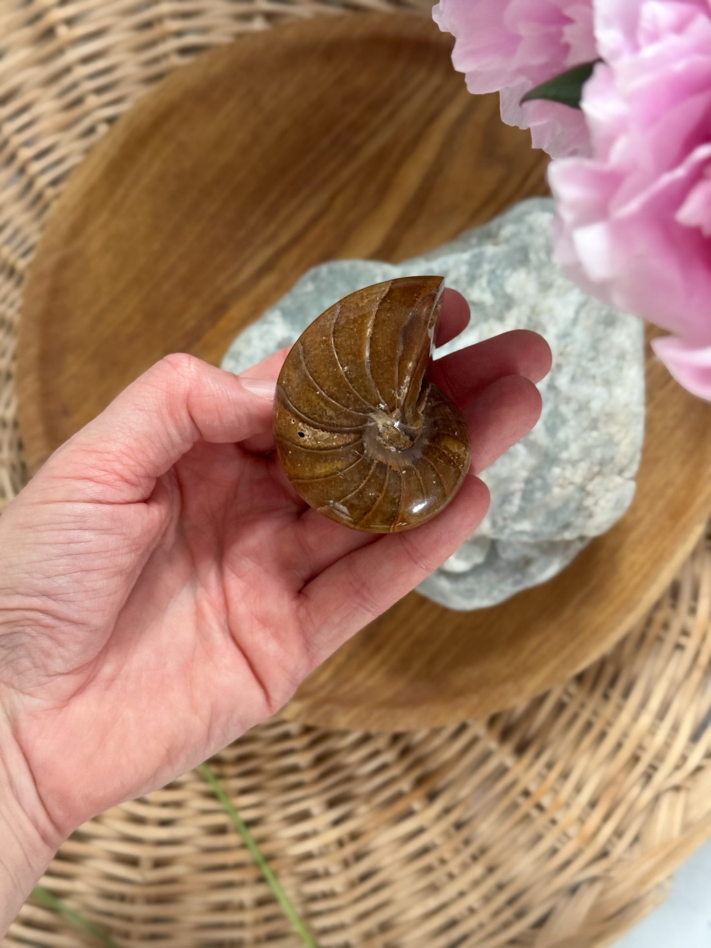 Natural Polished Ammonite Fossil