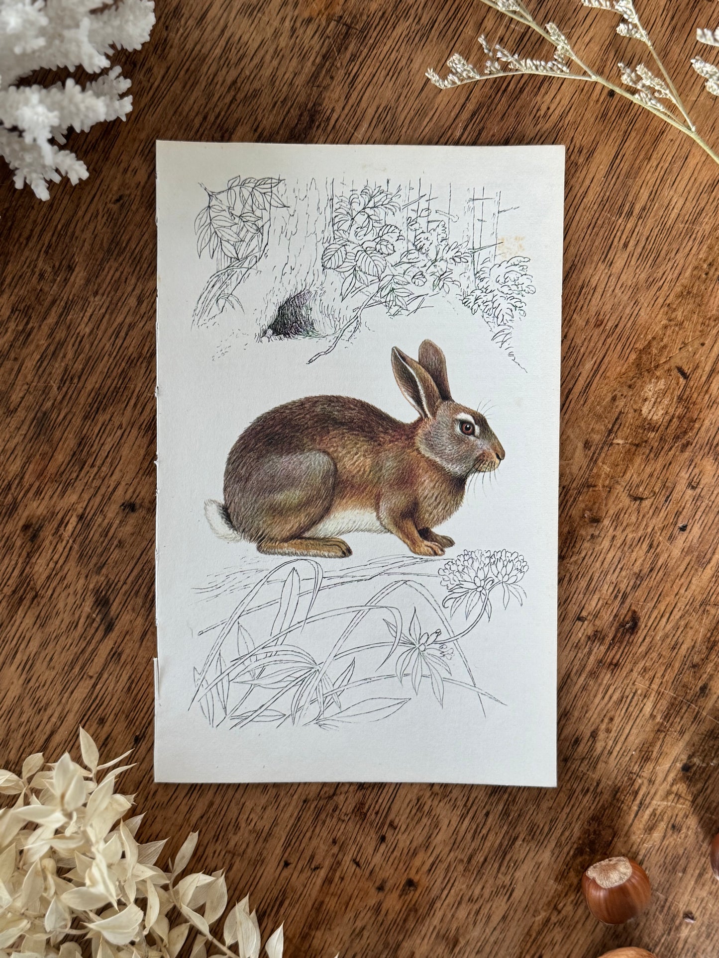 Vintage Animal Book Prints (Multiple Options)