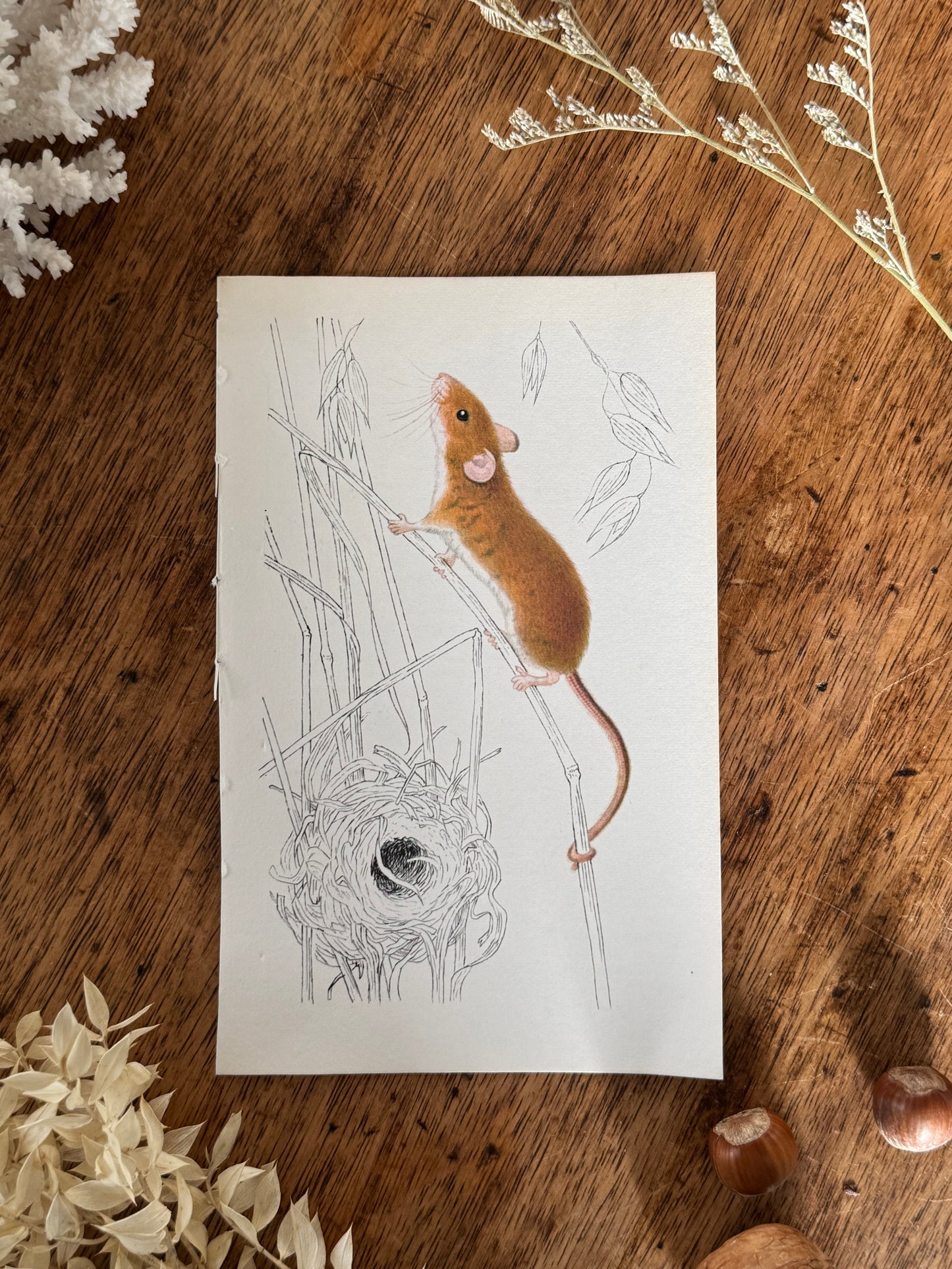 Vintage Animal Book Prints (Multiple Options)
