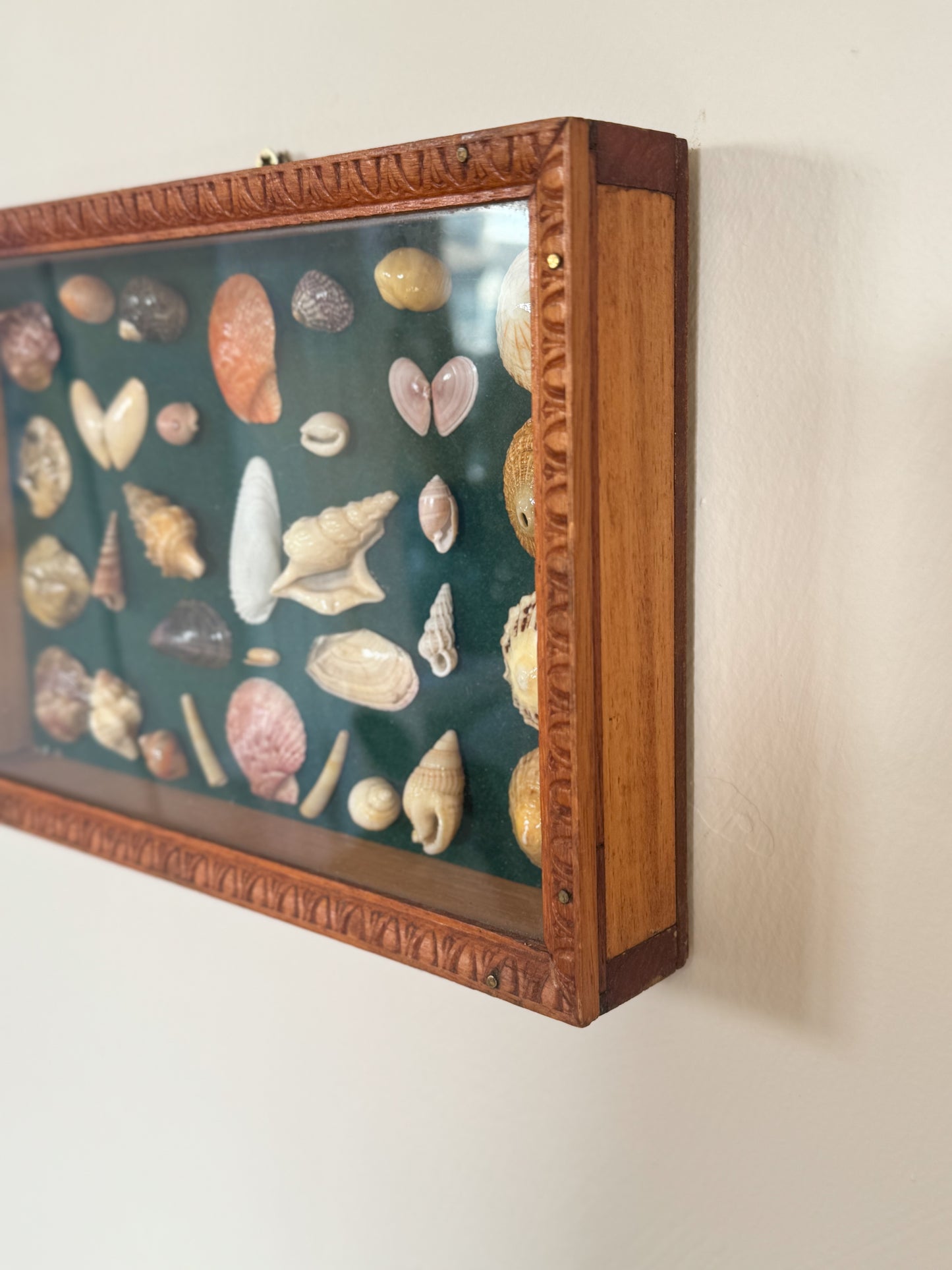 Vintage Welsh Shell Collection in Handmade Frame, With Illustrated Catalogue, Cardigan Bay