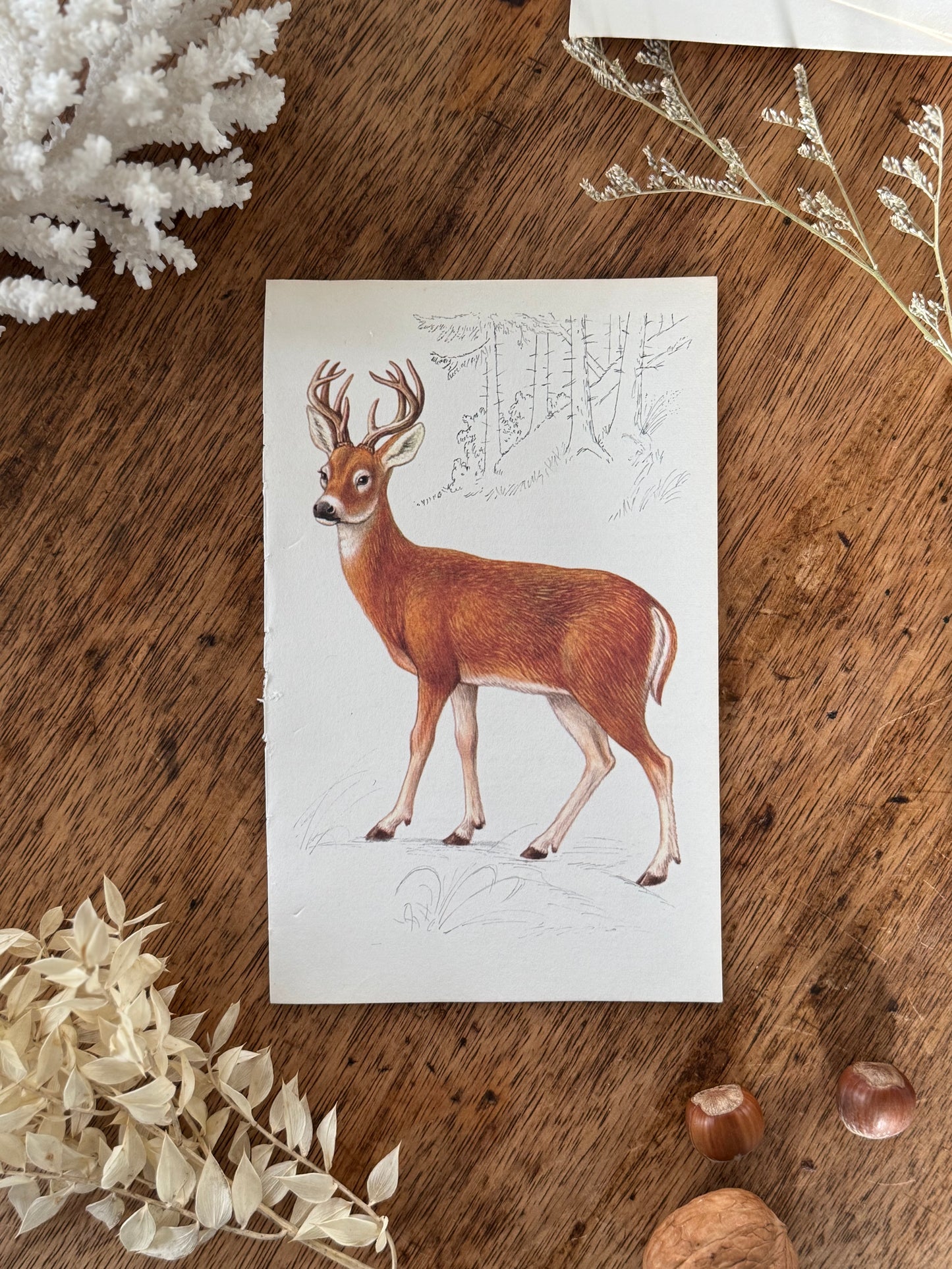 Vintage Animal Book Prints (Multiple Options)