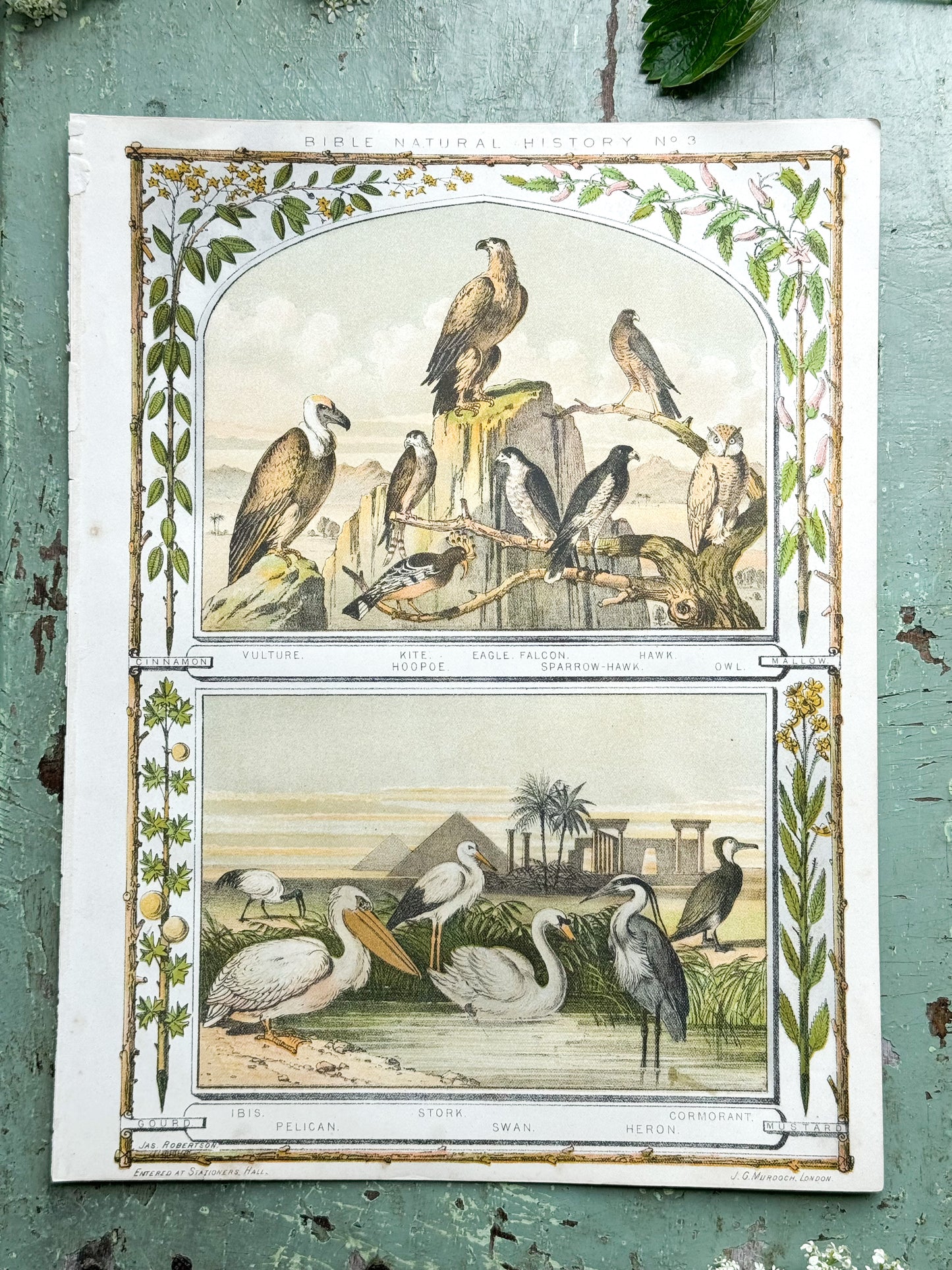 Antique Book Print Bible Natural History No.3, J.G Murdoch, London