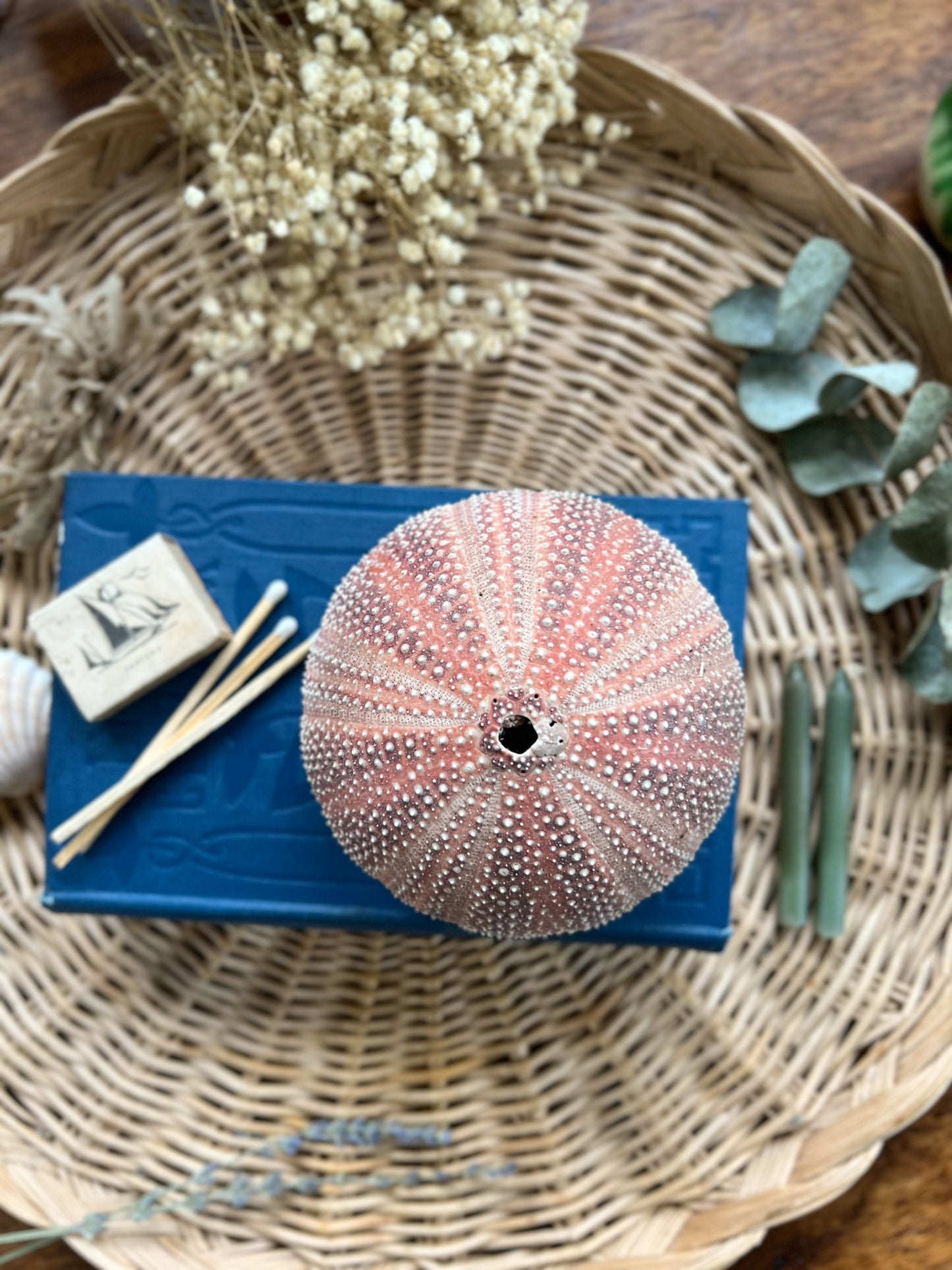 Red Sea Urchin Shell (Echinus Test)