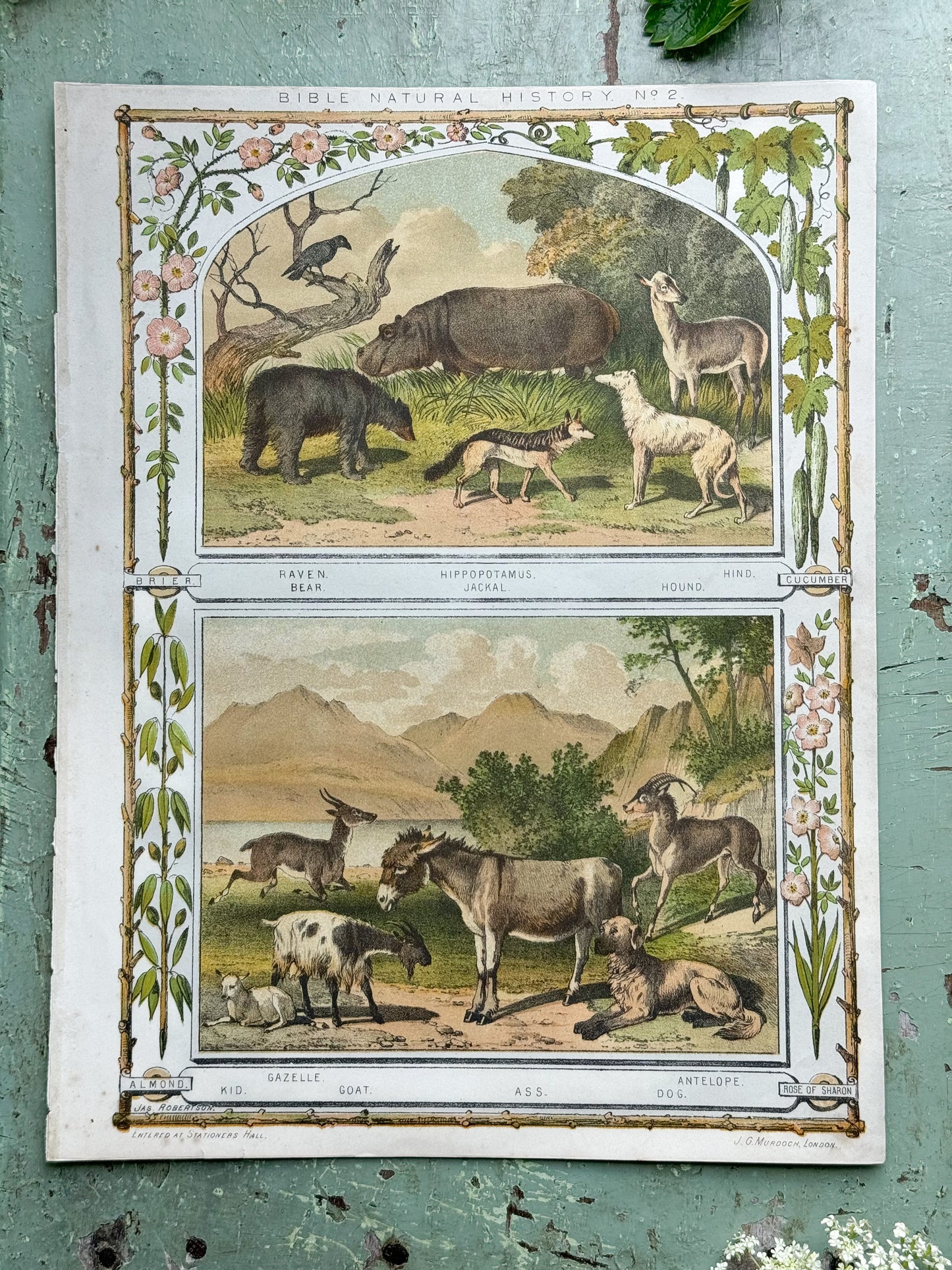 Antique Book Print Bible Natural History No.2, J.G Murdoch, London