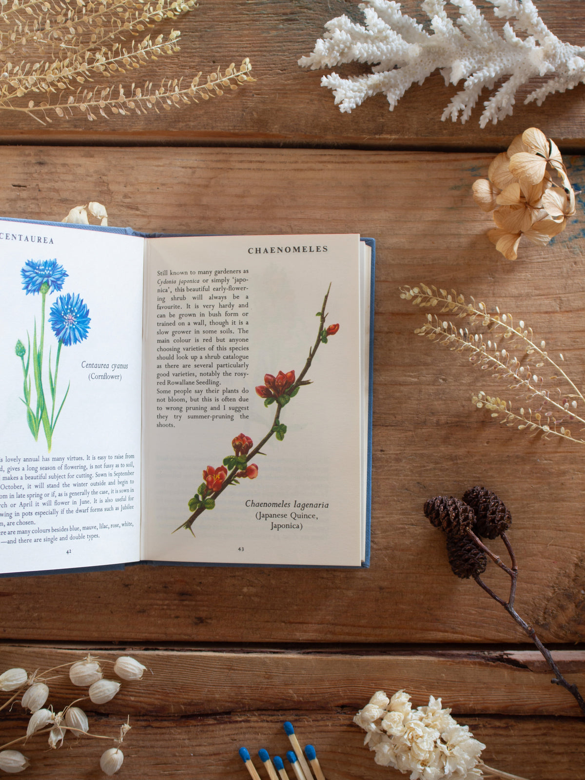 Vintage Amateur Gardening Pocket Book of Garden Flowers by J. S. Dakers, 1969