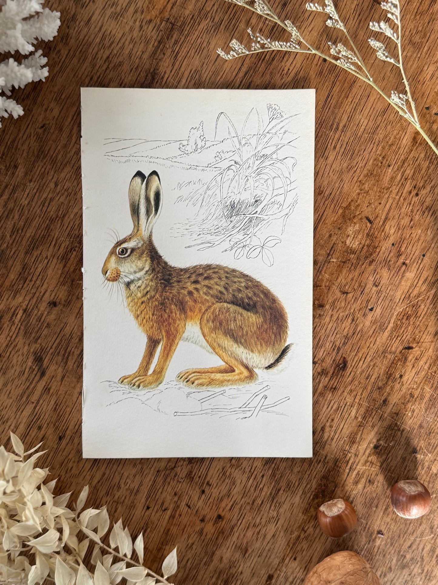 Vintage Animal Book Prints (Multiple Options)