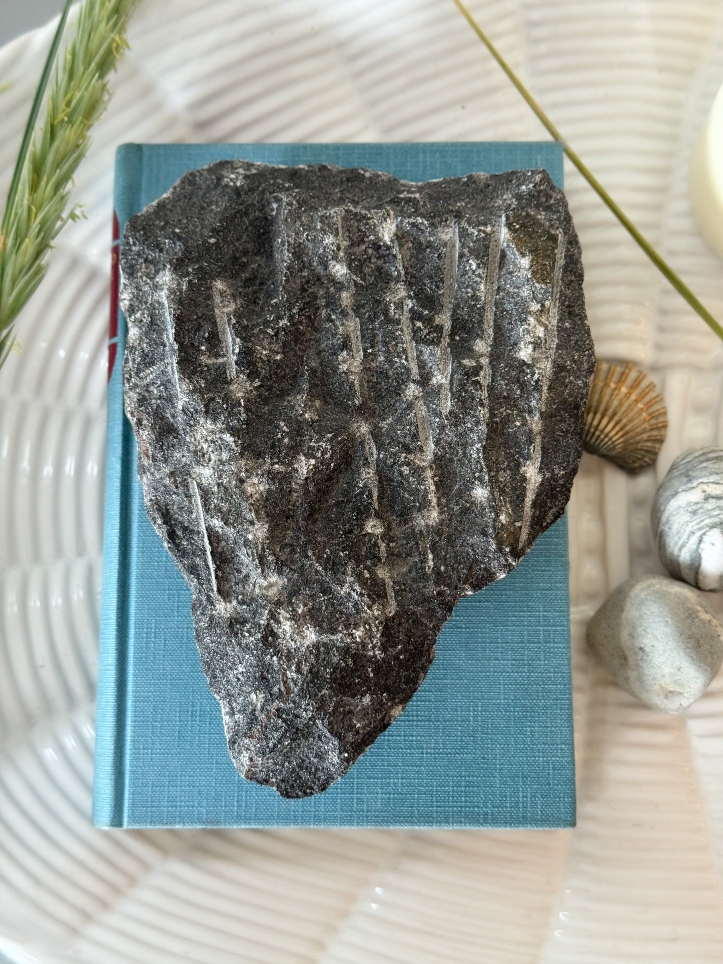 Orthoceras Fossil, Natural Partly Polished Specimen, Devonian Period, c. 400 million years old