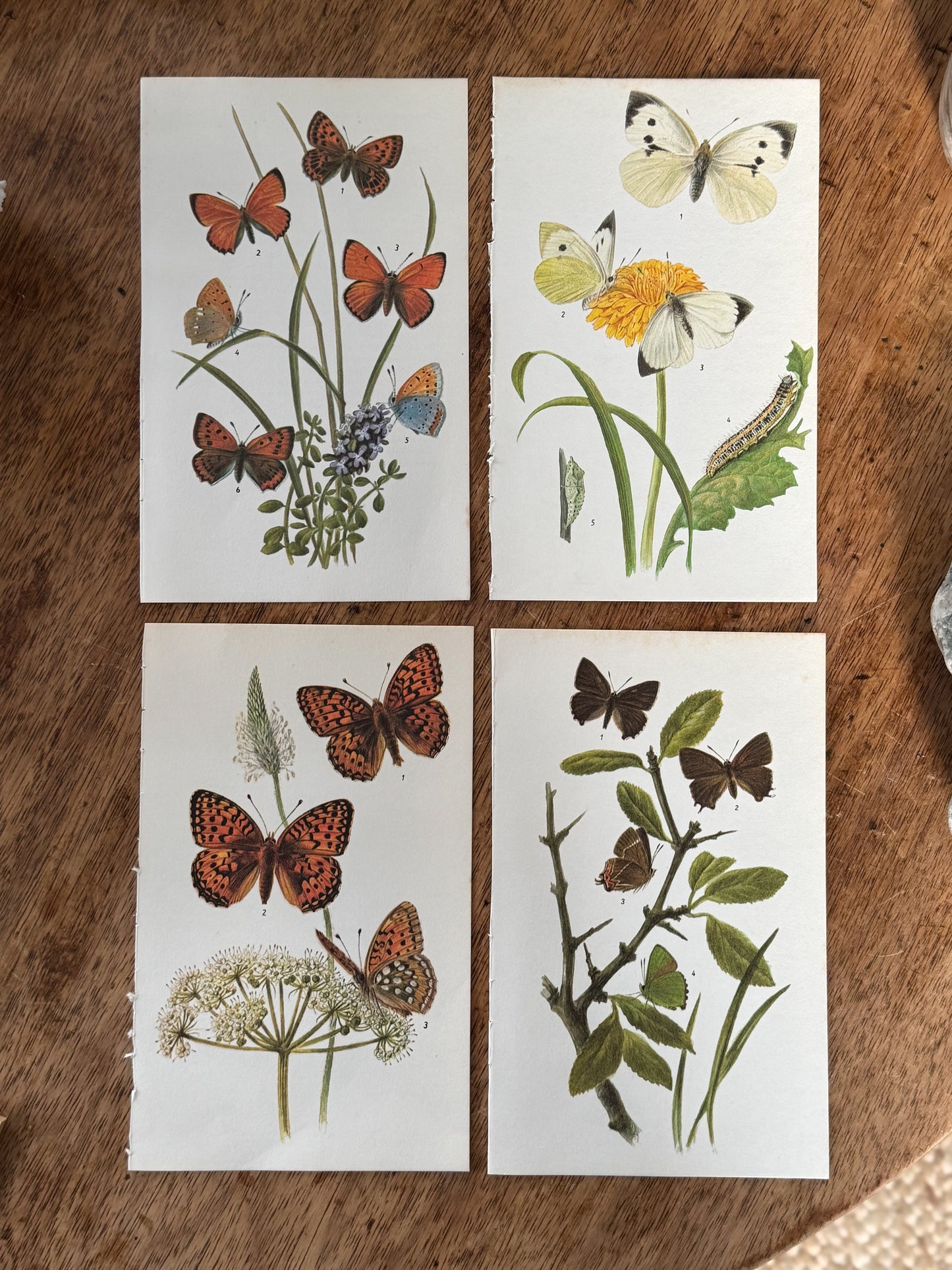 Vintage Butterfly Book Prints, Sets of 4 (Multiple Options)