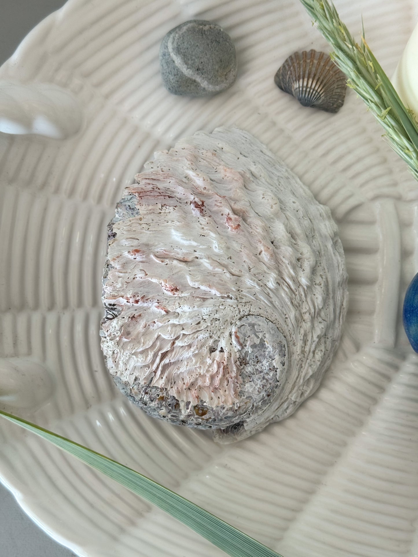 Natural Pearlescent Abalone Shell
