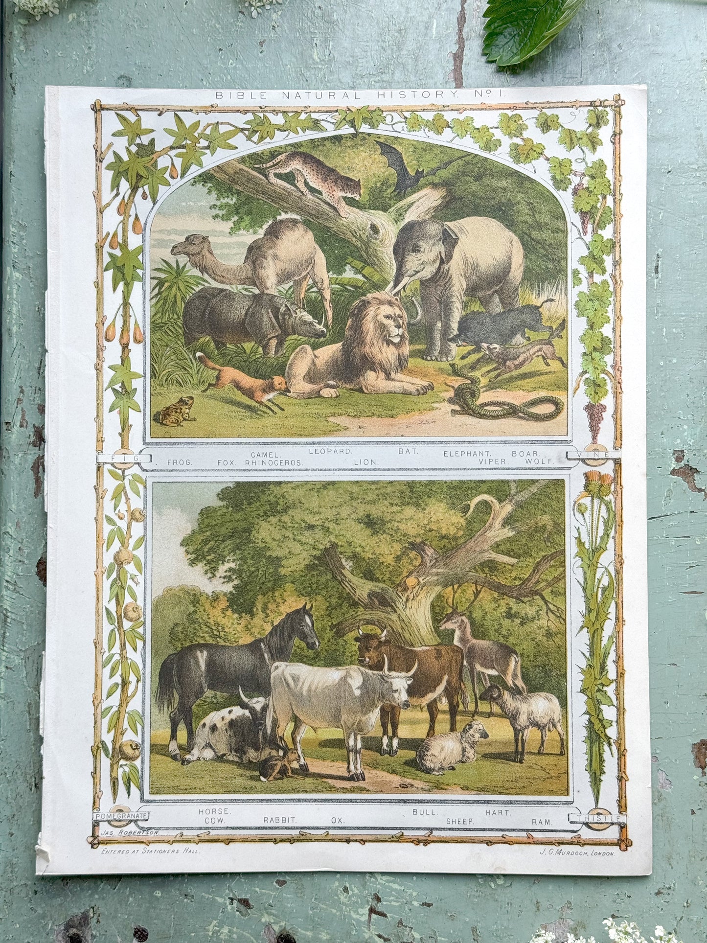 Antique Book Print Bible Natural History No.1, J.G Murdoch, London