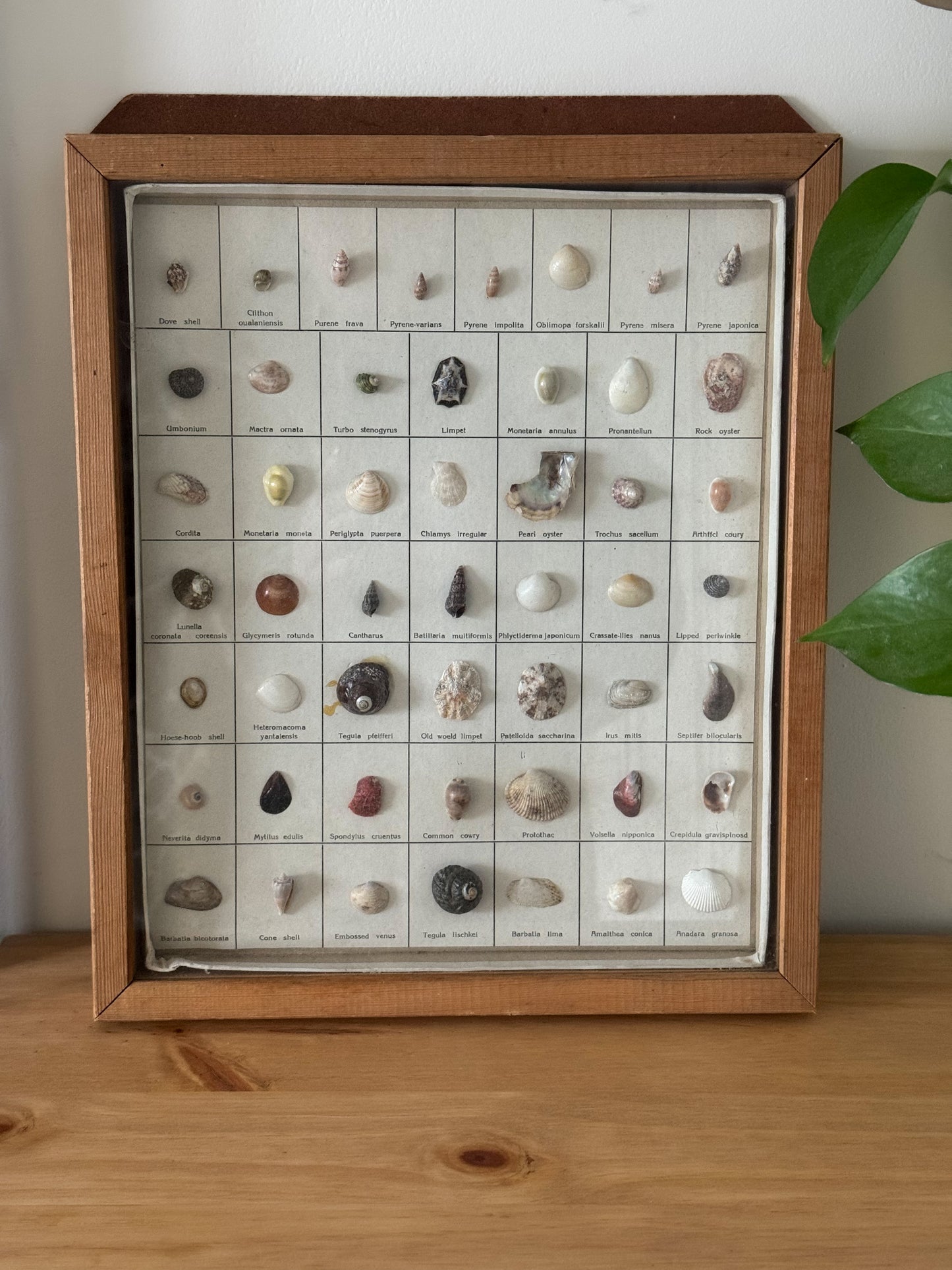 Vintage Shell Gallery - Sea Shell Collection in Wooden Frame
