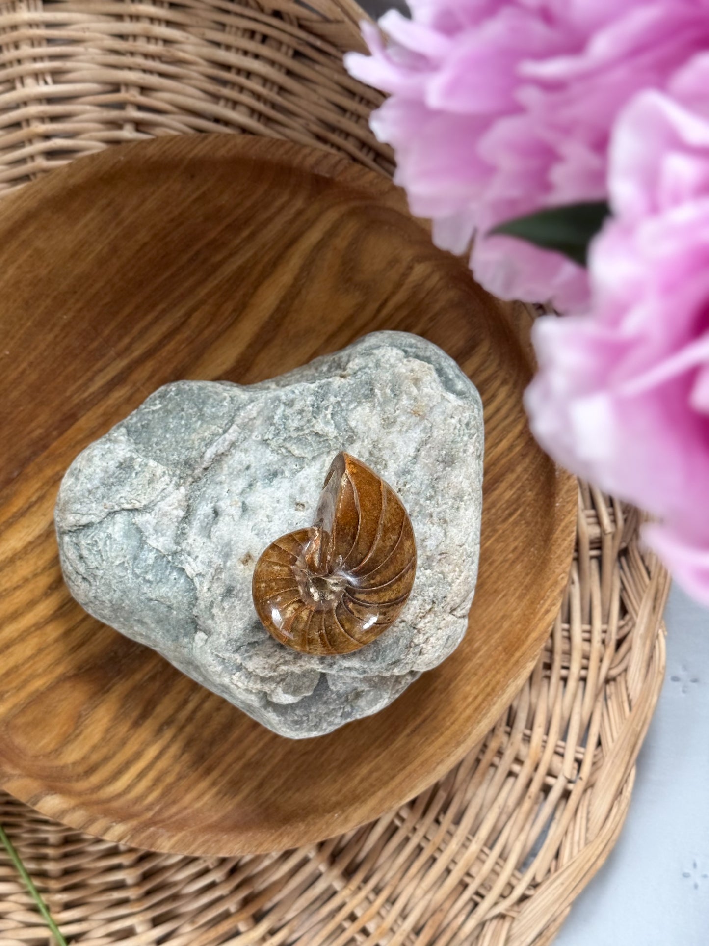 Natural Polished Ammonite Fossil