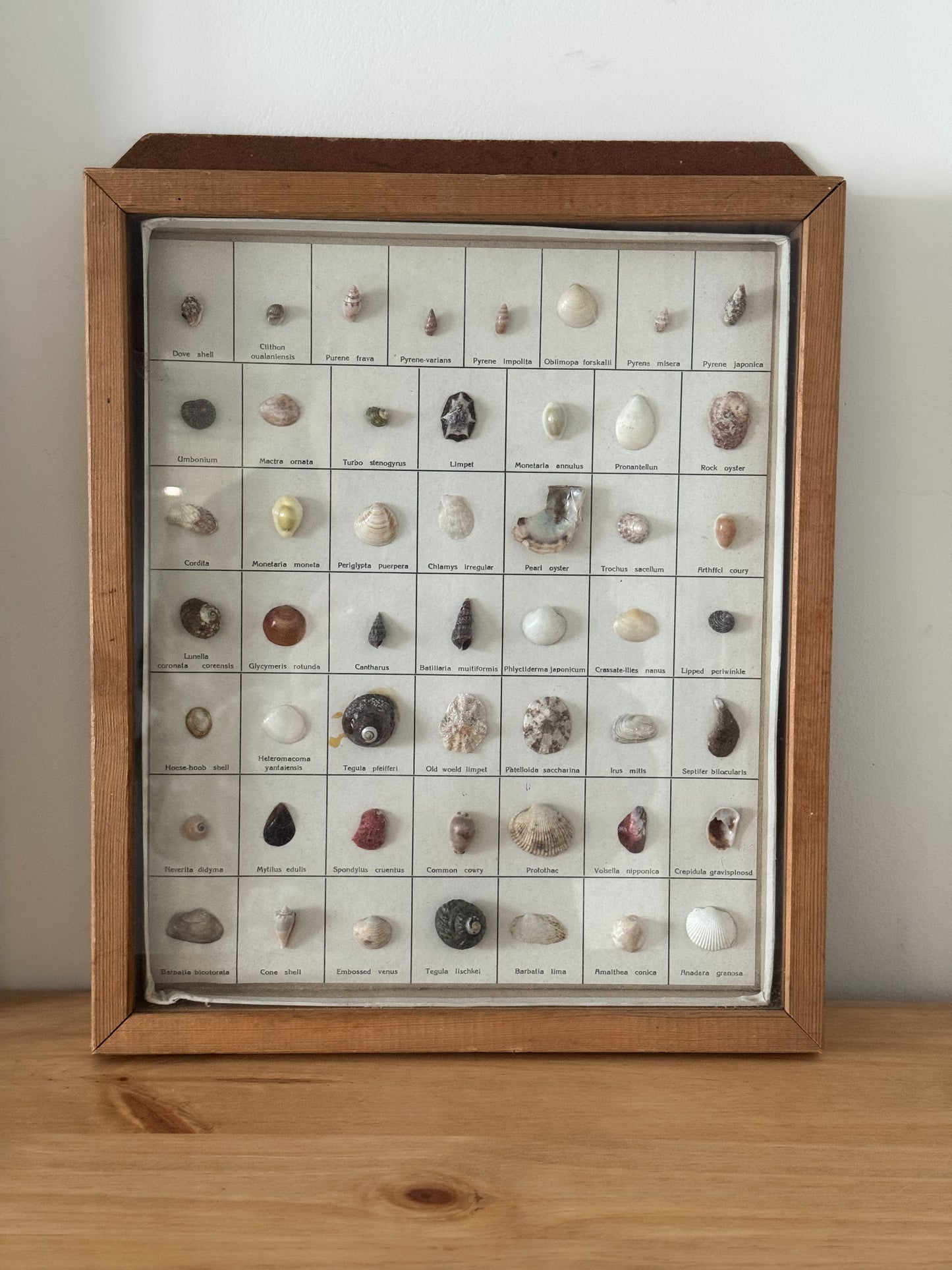 Vintage Shell Gallery - Sea Shell Collection in Wooden Frame