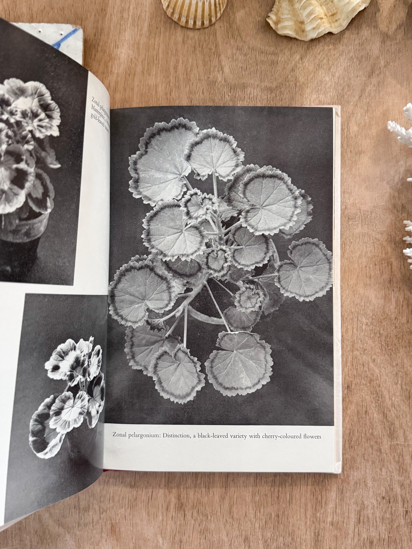 Pelargoniums for All Purposes -John E. Cross (1965, First Edition)