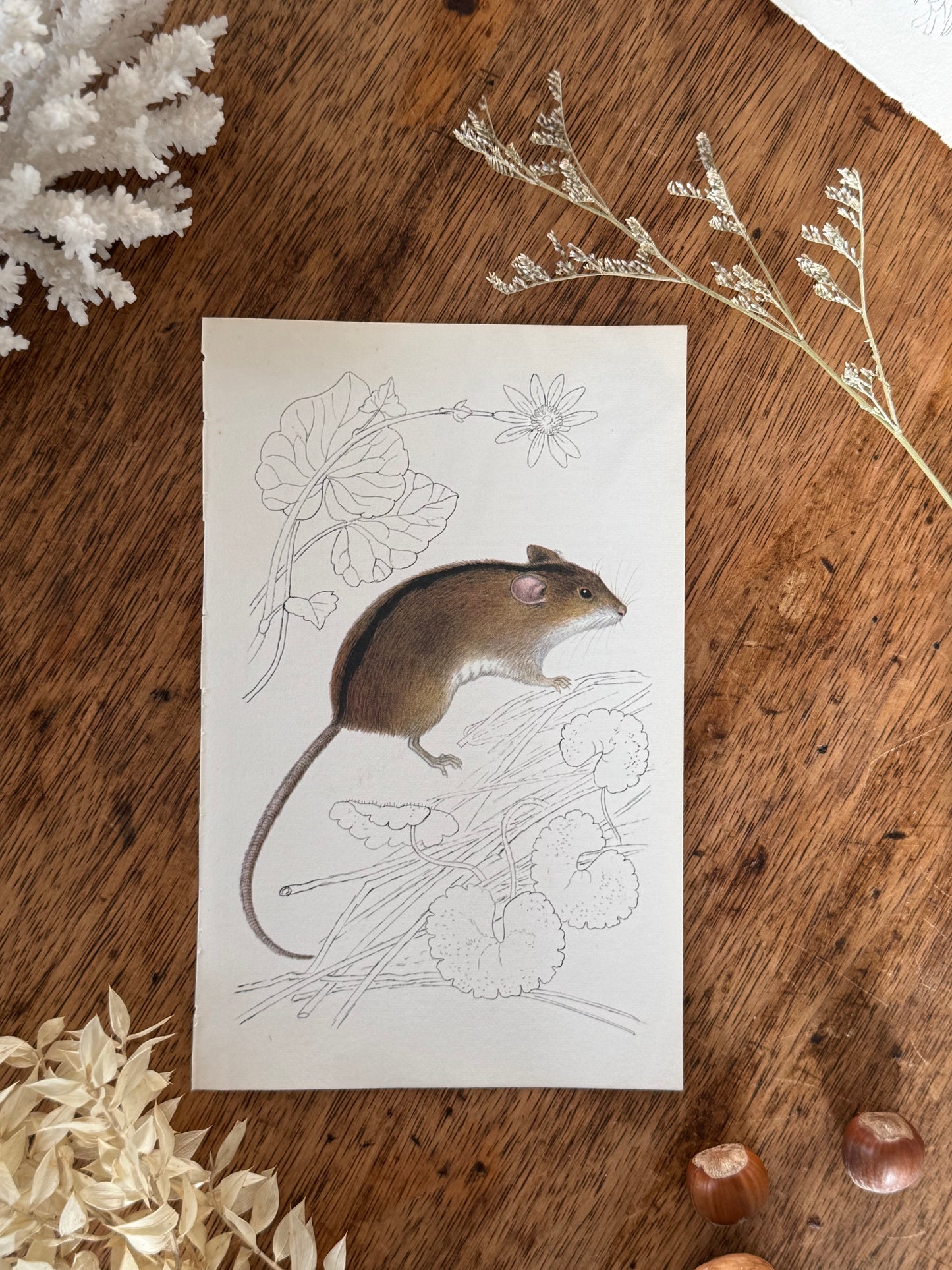 Vintage Animal Book Prints (Multiple Options)
