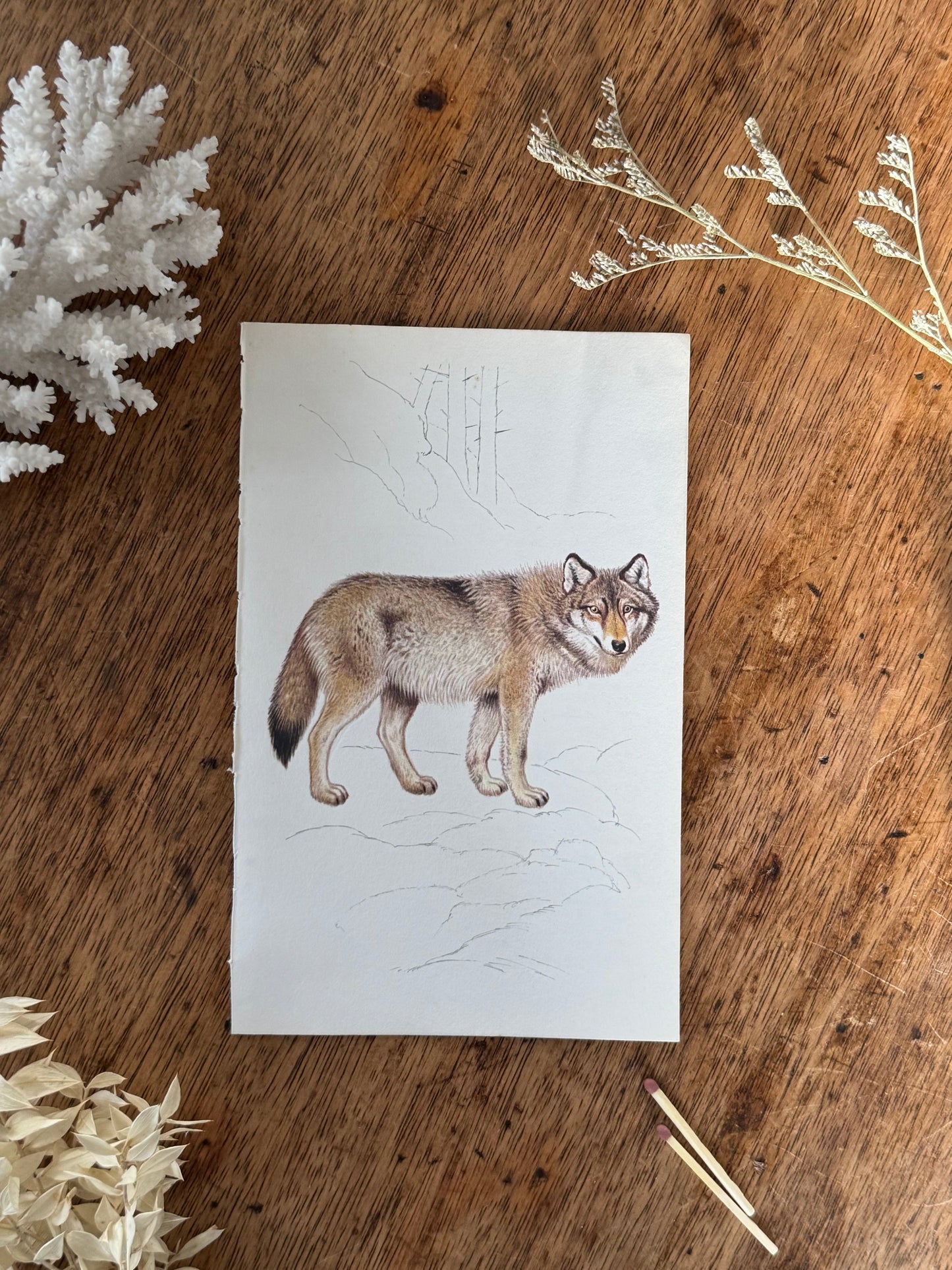 Vintage Animal Book Prints (Multiple Options)