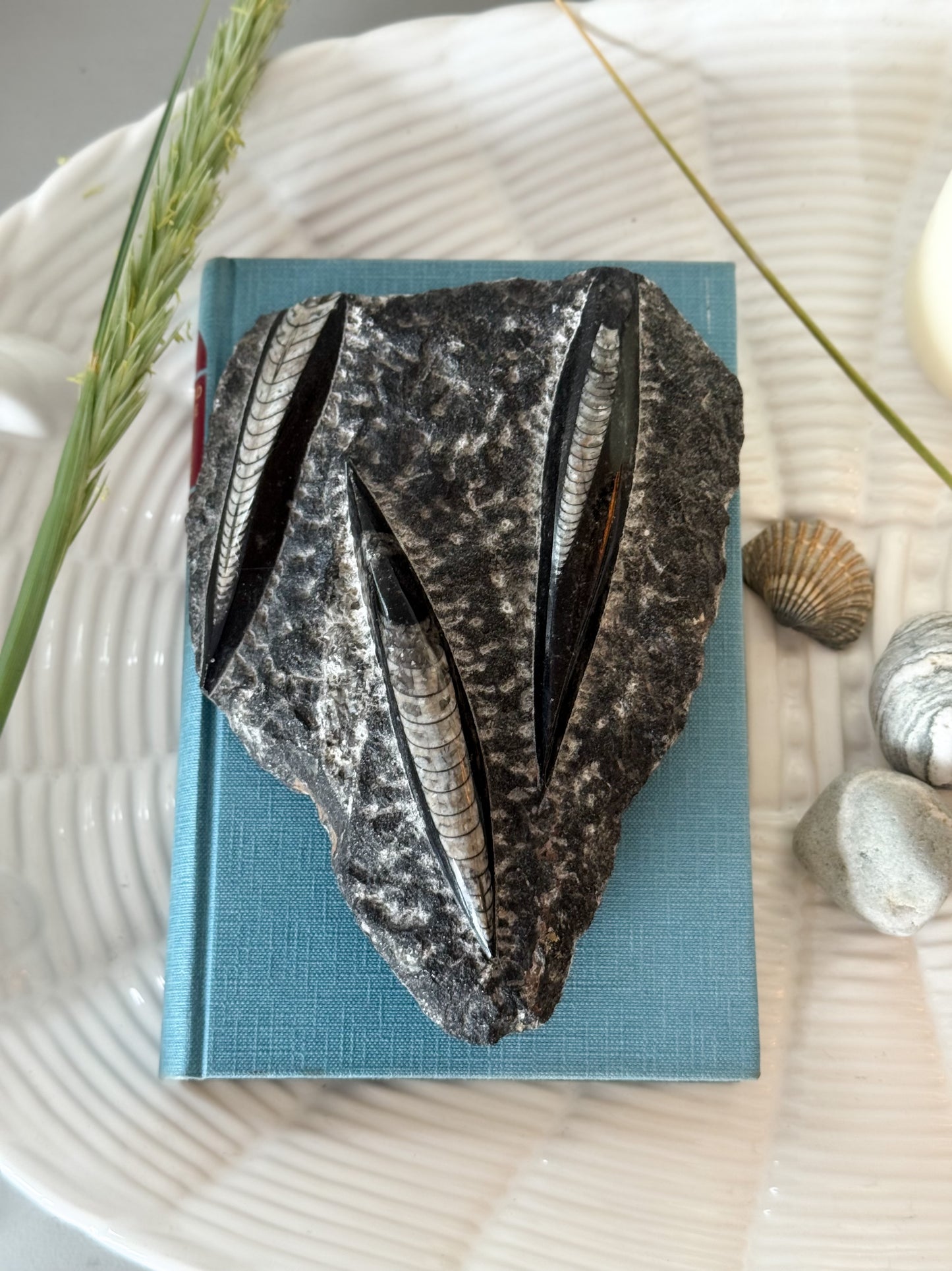 Orthoceras Fossil, Natural Partly Polished Specimen, Devonian Period, c. 400 million years old