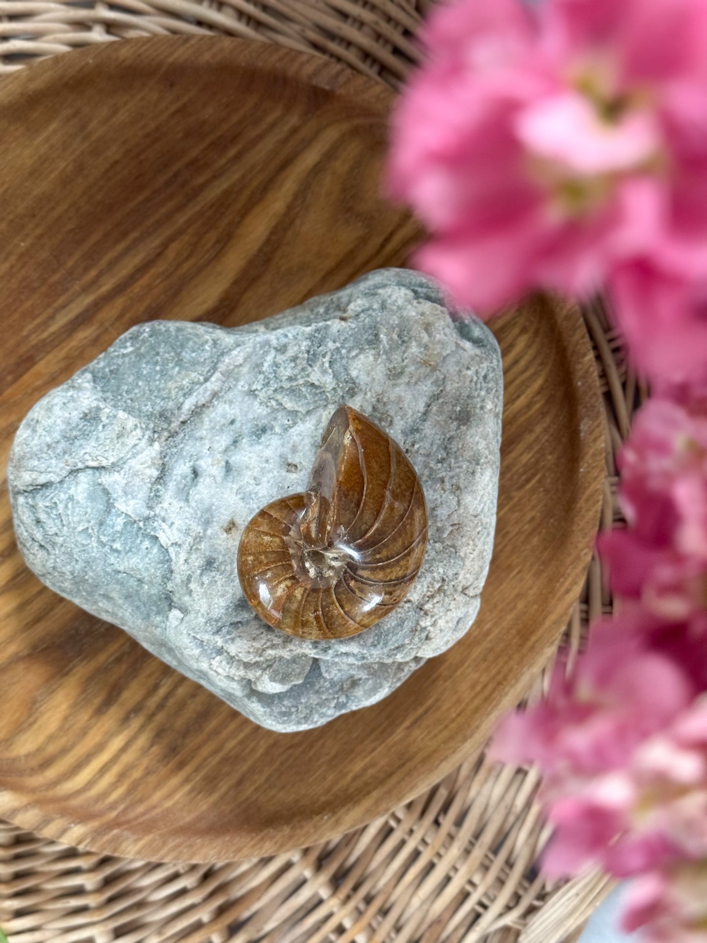 Natural Polished Ammonite Fossil