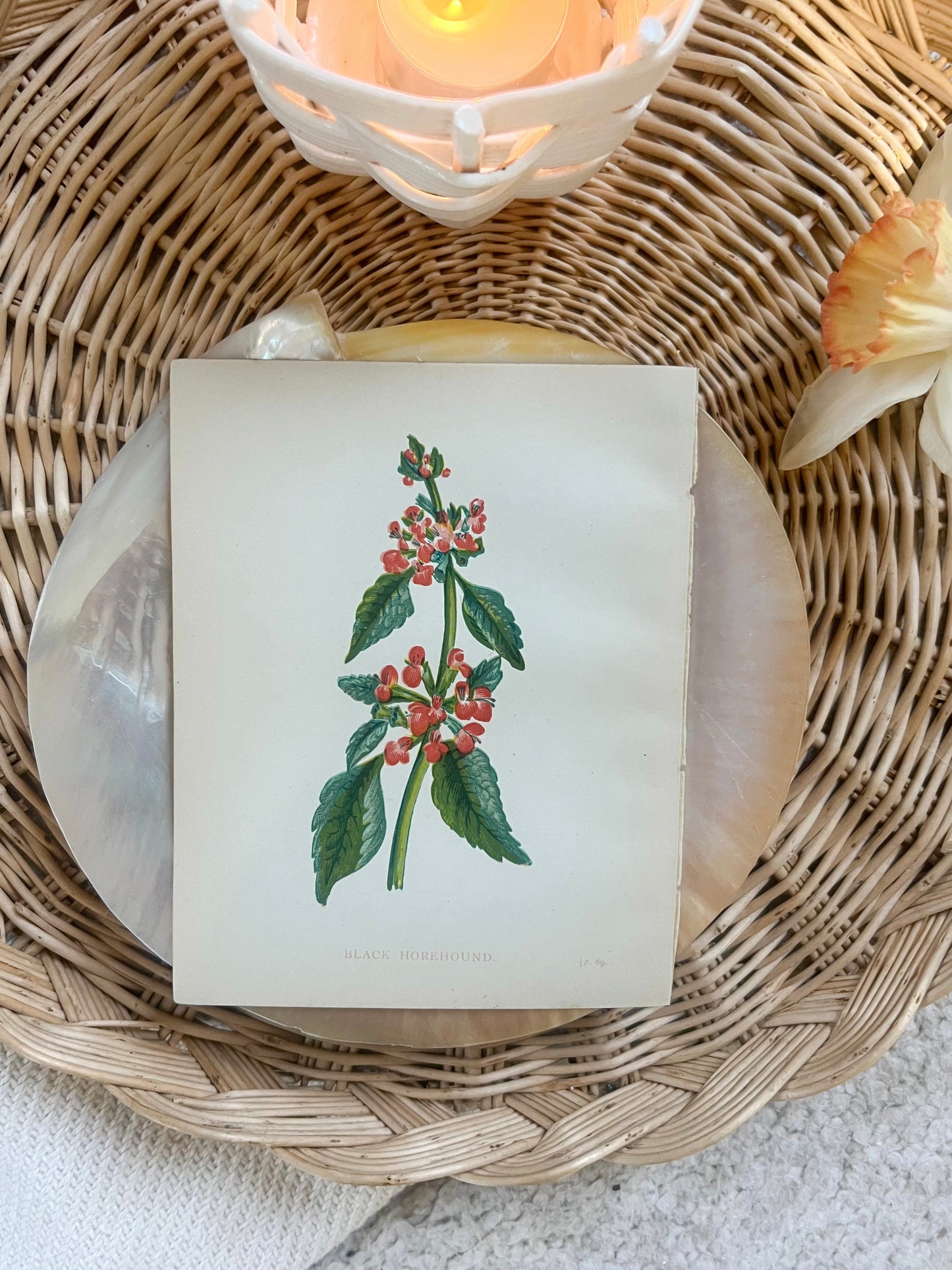 Antique Botanical Wild Flower Prints