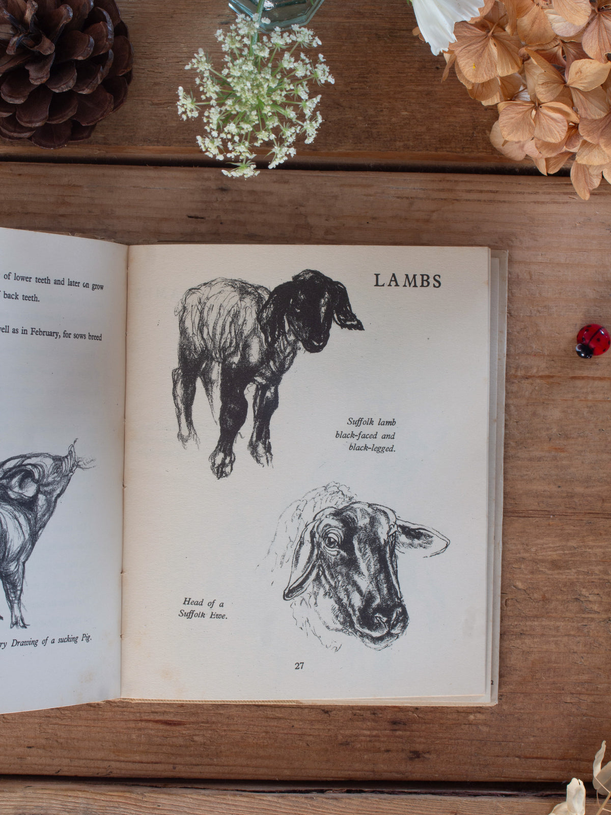 Vintage 1950 ‘Baby Animals on the Farm and How to Draw Them’ by Vere Temple