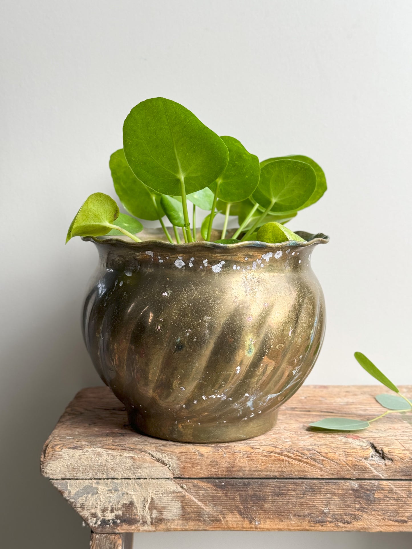 Oxidised Indian Brass Scalloped Top Planter