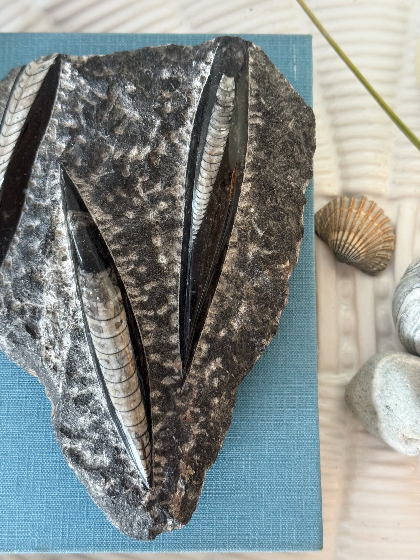 Orthoceras Fossil, Natural Partly Polished Specimen, Devonian Period, c. 400 million years old