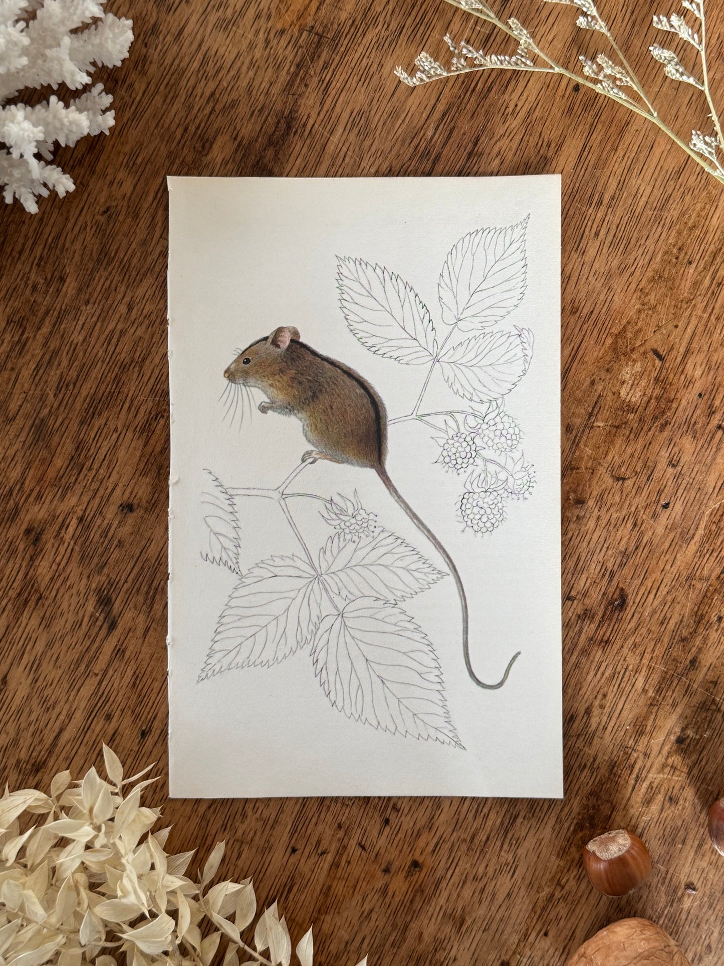Vintage Animal Book Prints (Multiple Options)