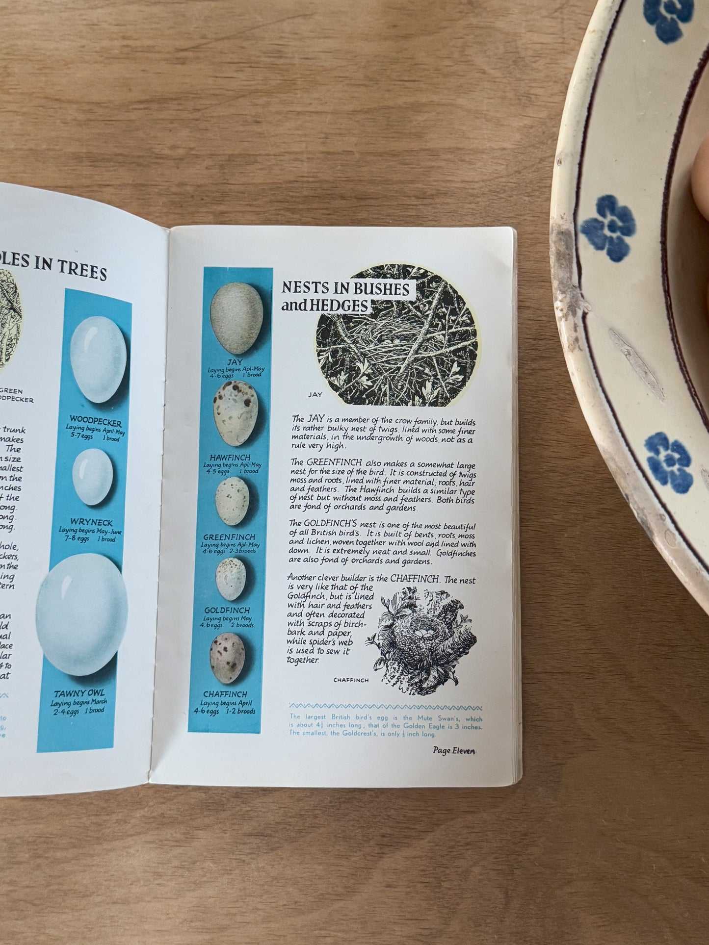 British Birds’ Eggs And Nests by Eric Pochin, 1950