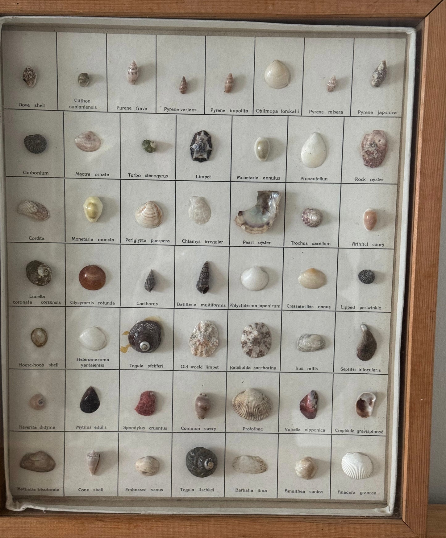 Vintage Shell Gallery - Sea Shell Collection in Wooden Frame