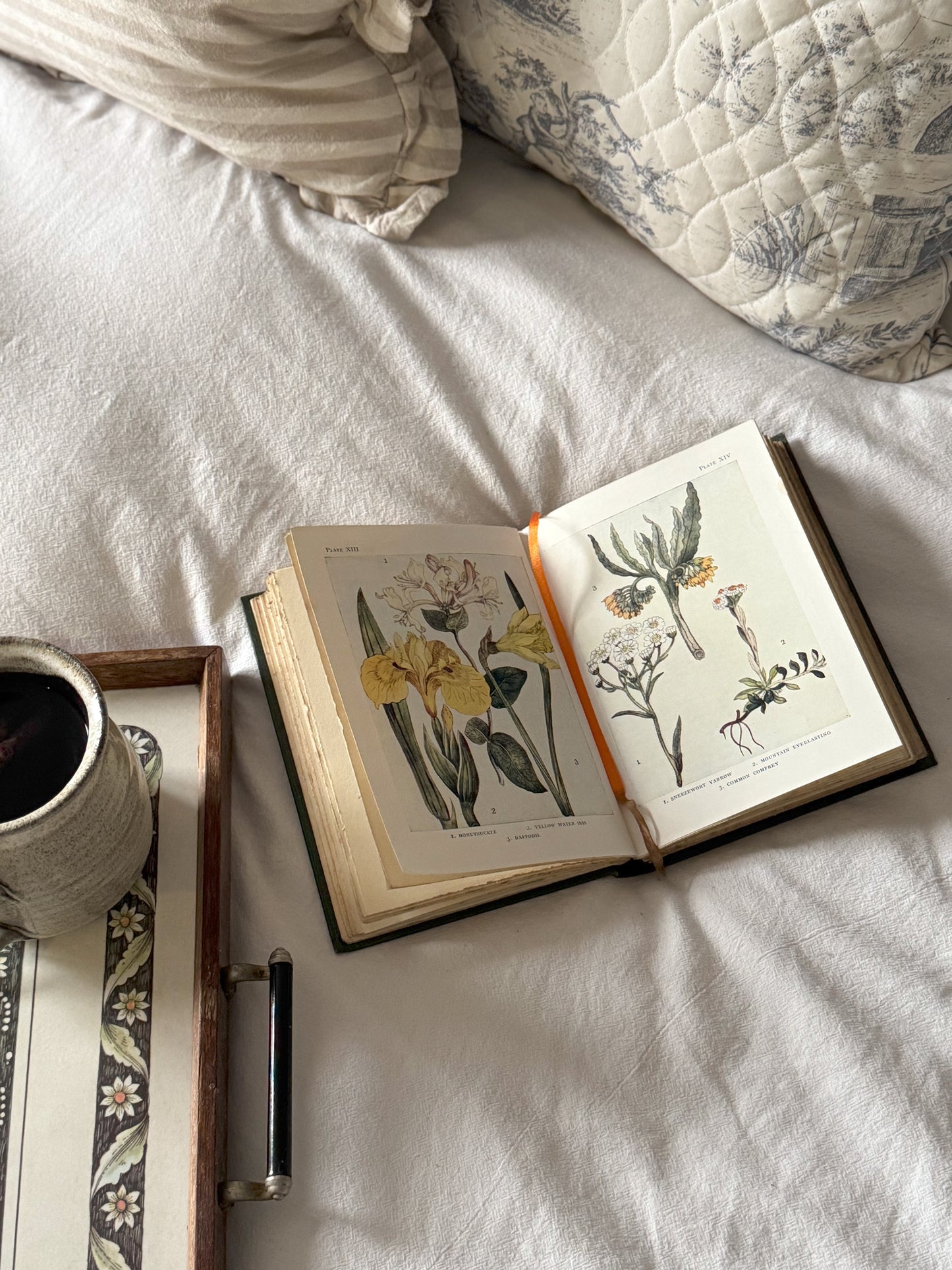 Flowers by Janet Harvey Kelman, Described by C.E Smith