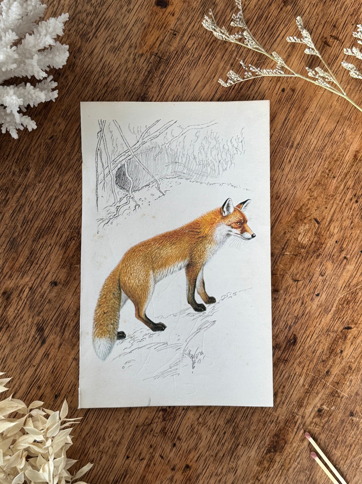 Vintage Animal Book Prints (Multiple Options)