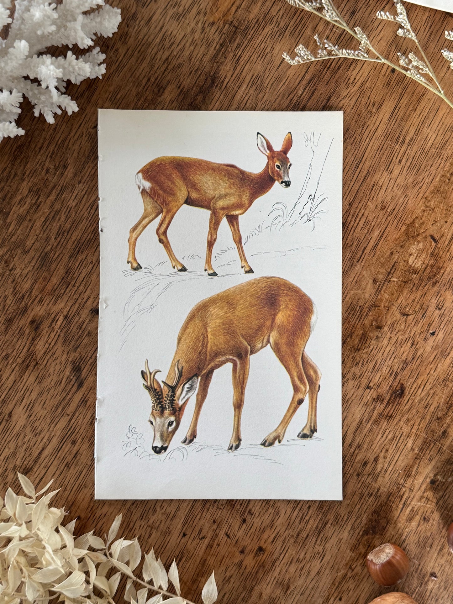 Vintage Animal Book Prints (Multiple Options)