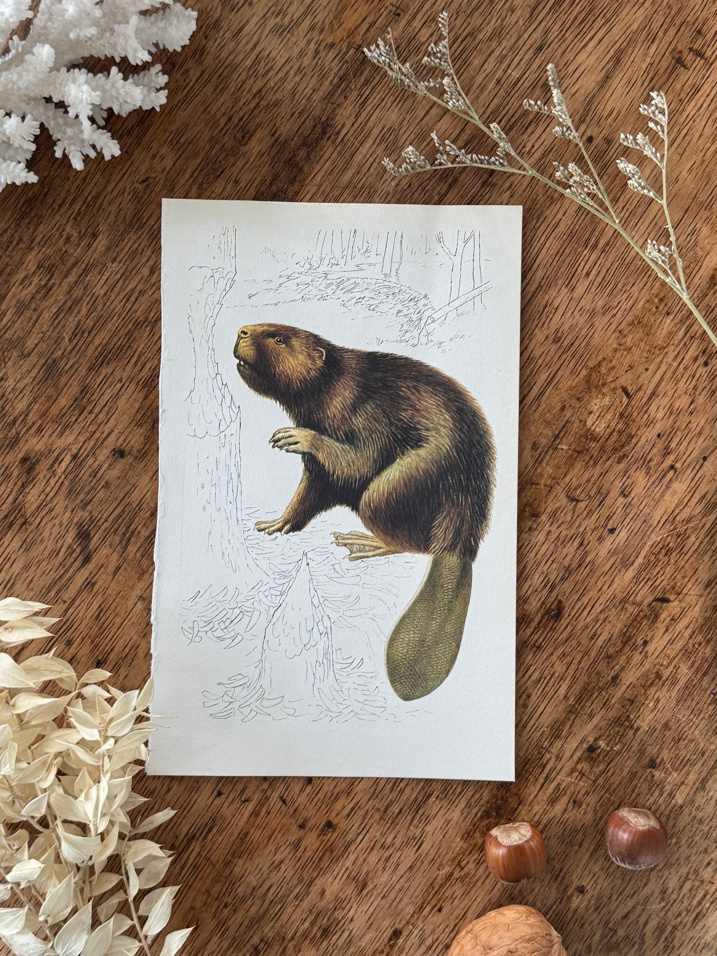 Vintage Animal Book Prints (Multiple Options)