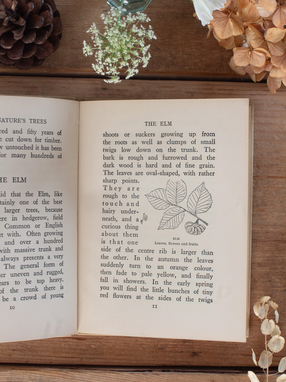 Vintage 1939 ‘Mother Nature’s Trees’ by W. J. Stokoe