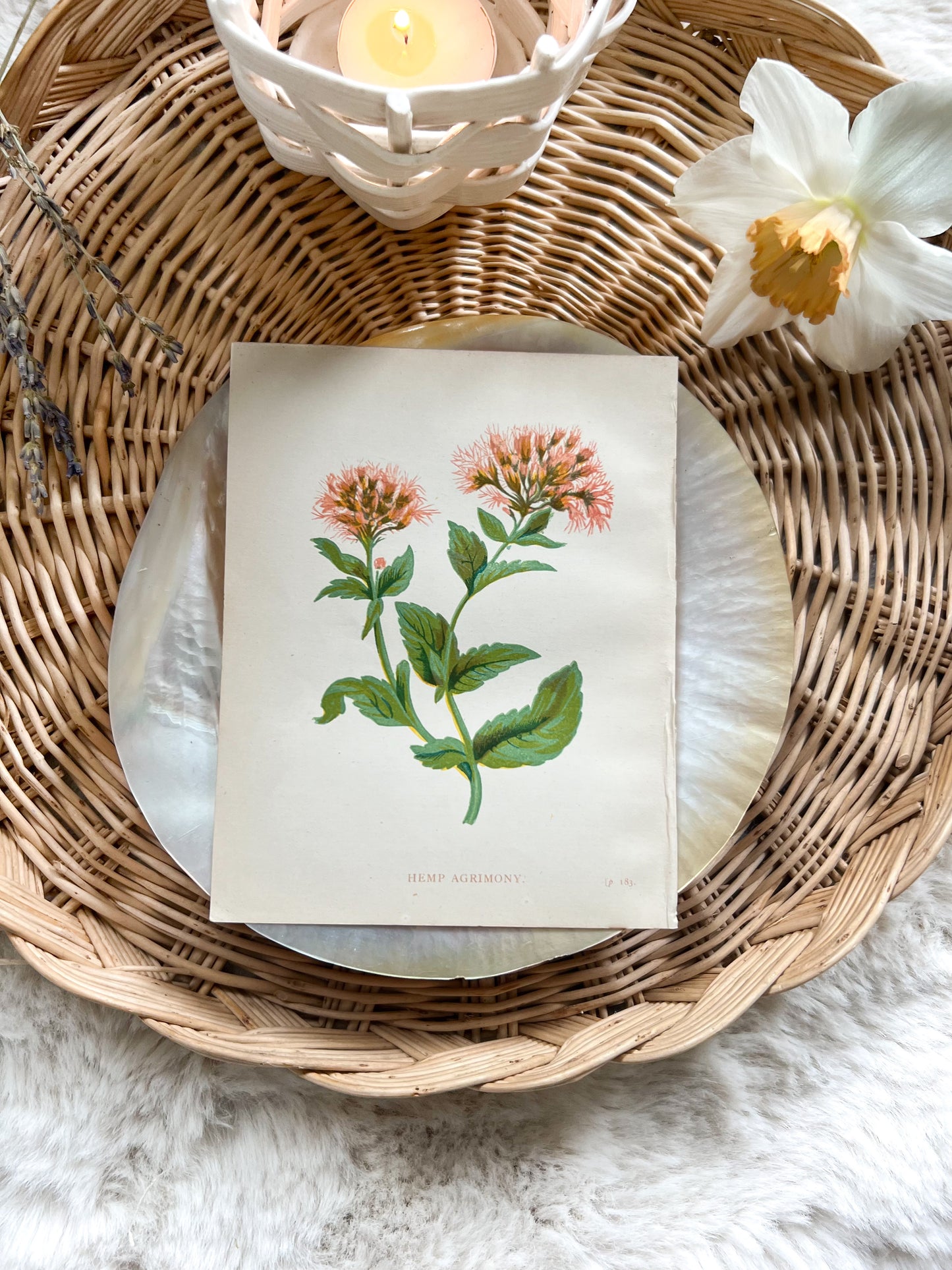 Antique Botanical Wild Flower Prints