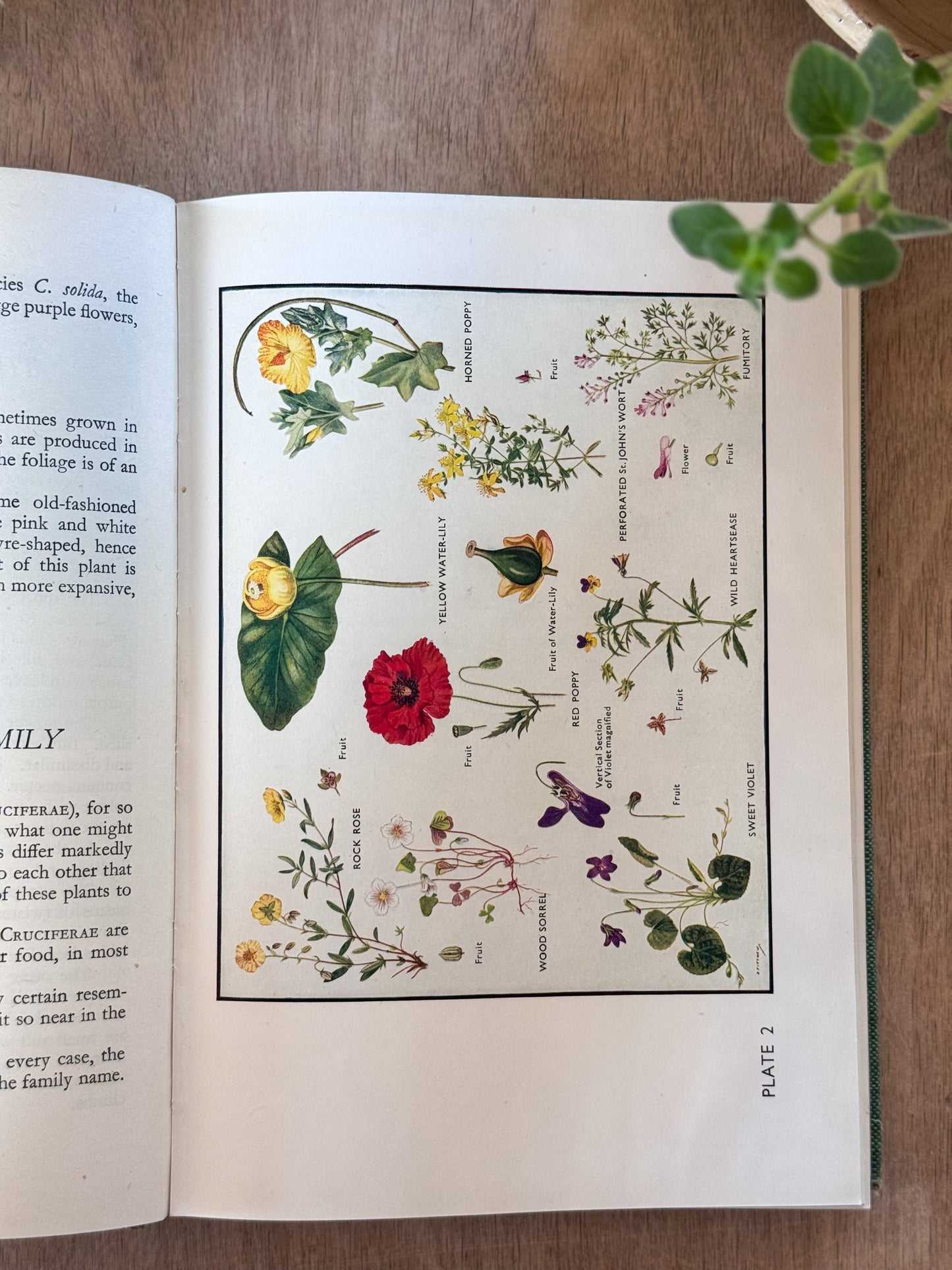 Flowers in Britain, L.J.F Brimble, 1947