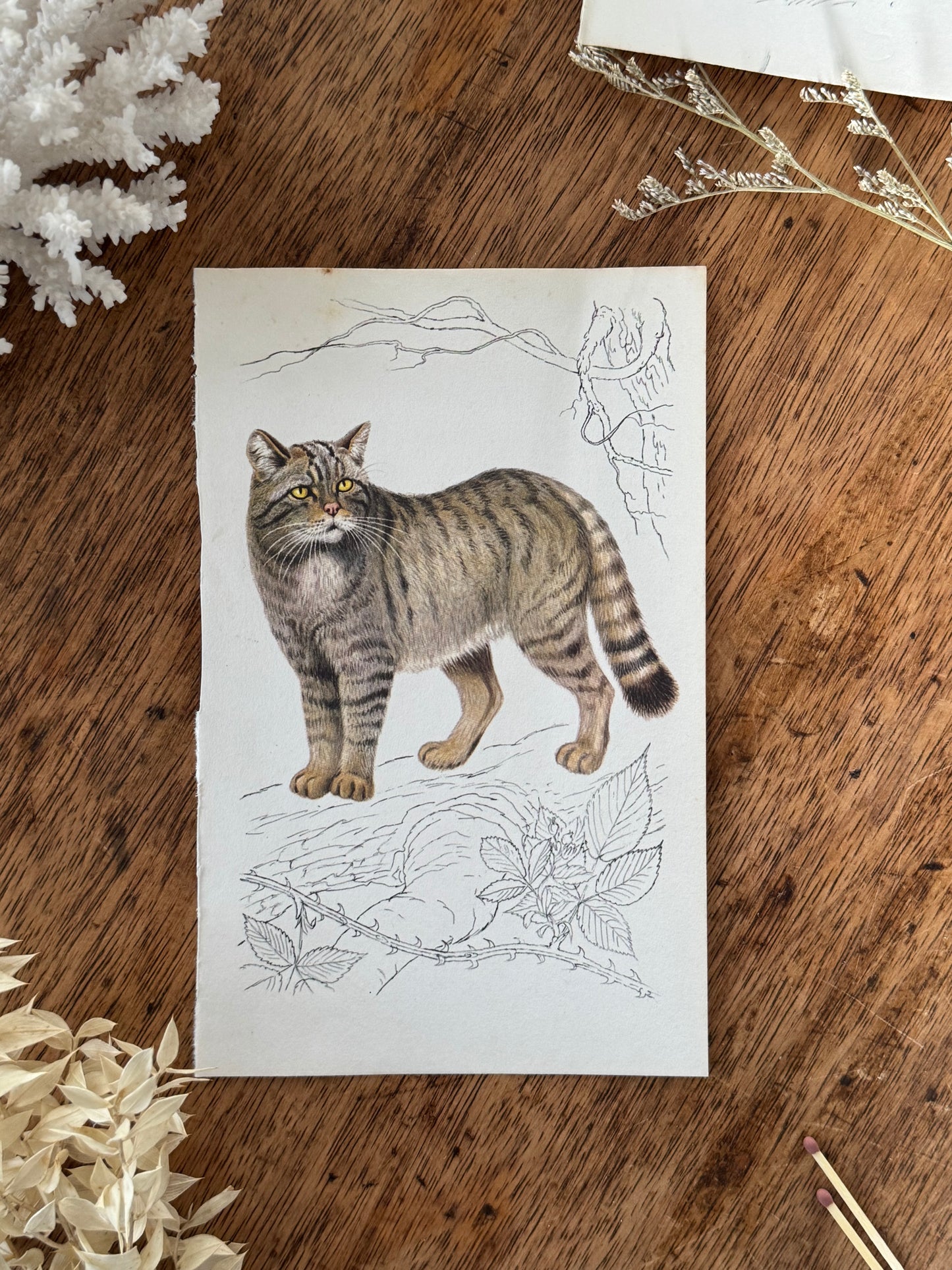 Vintage Animal Book Prints (Multiple Options)