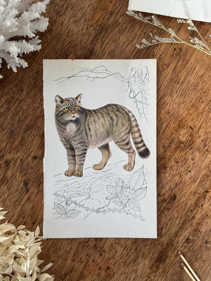 Vintage Animal Book Prints (Multiple Options)