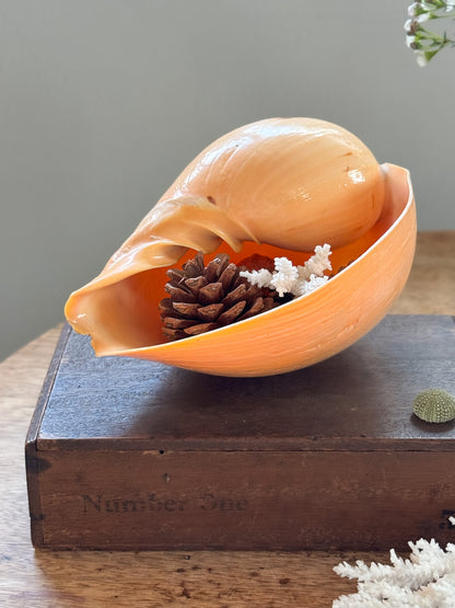 Large Peach Coloured Melo Amphora (Melon Shell) - Natural Specimen