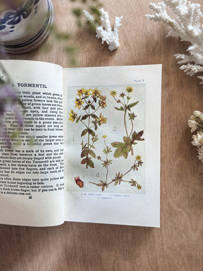 Flowers by Janet Harvey Kelman, The Shown Series (c. 1910s–1920s)