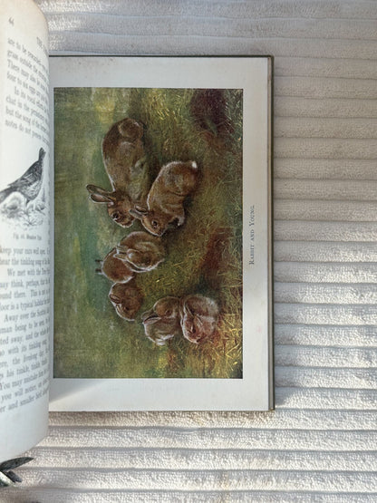 Antique The Common I Know (1909) - Edwardian Nature Study Book with Coloured Plates