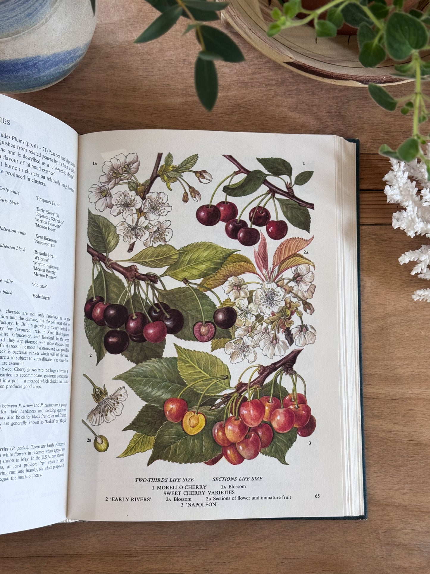 The Illustrated Book of Food Plants - S.G Harrison, Peerage Books, 1985