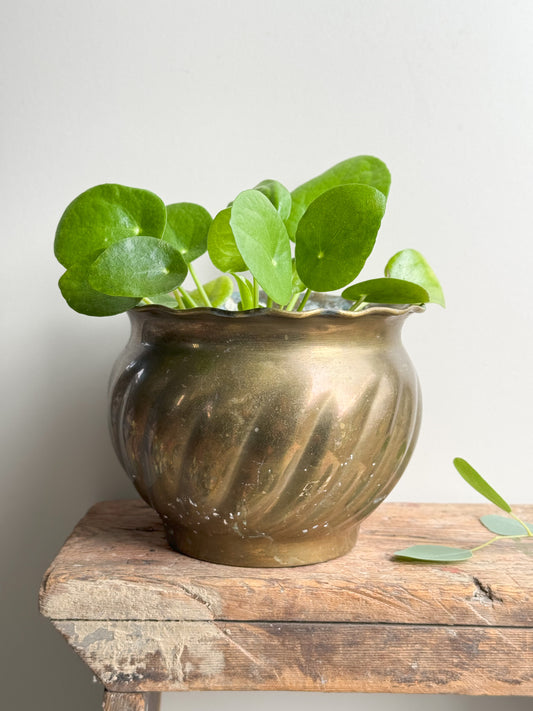 Oxidised Indian Brass Scalloped Top Planter