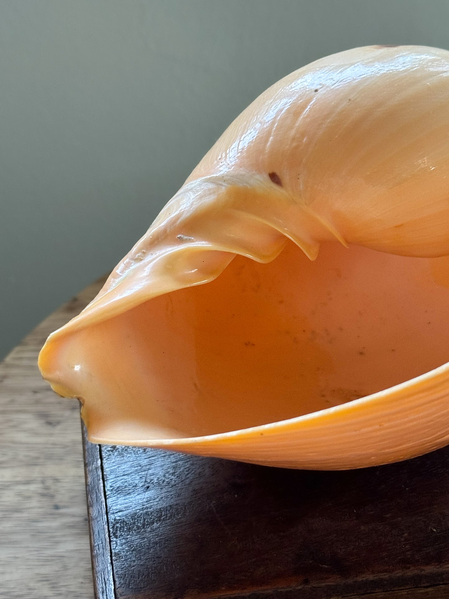 Large Peach Coloured Melo Amphora (Melon Shell) - Natural Specimen