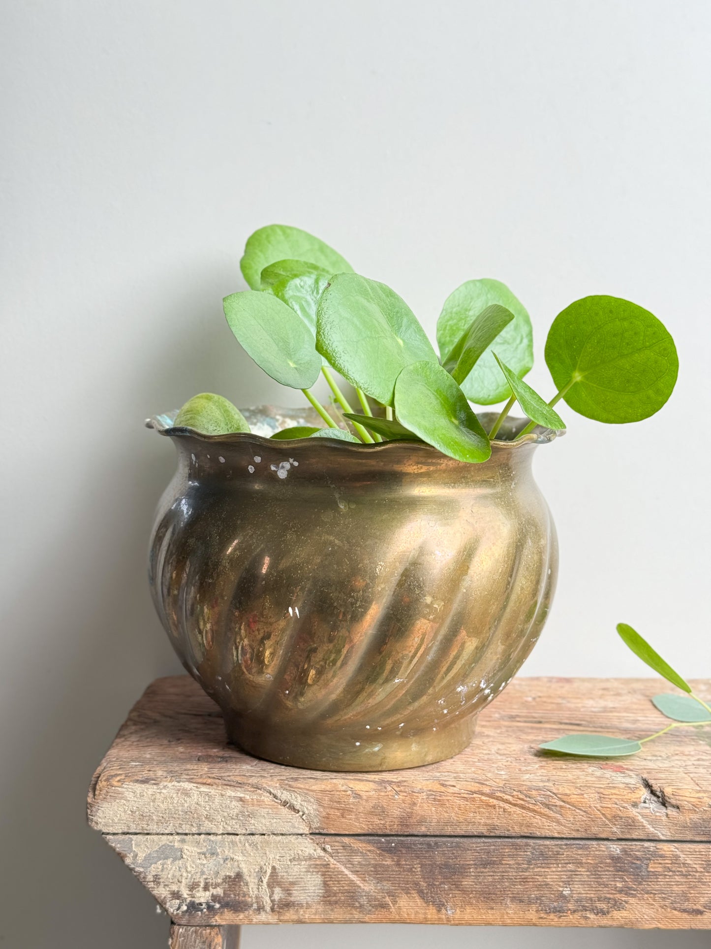 Oxidised Indian Brass Scalloped Top Planter