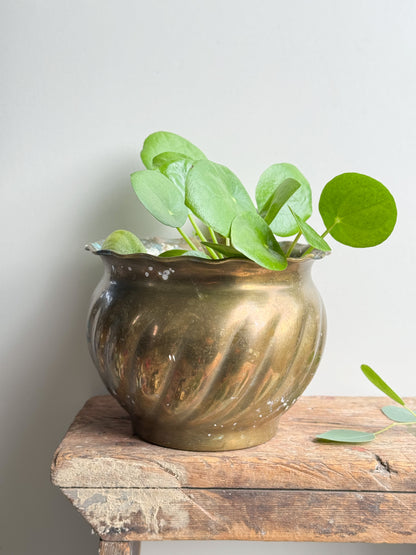 Oxidised Indian Brass Scalloped Top Planter