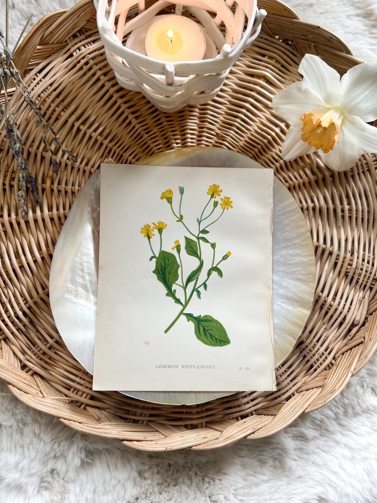 Antique Botanical Wild Flower Prints